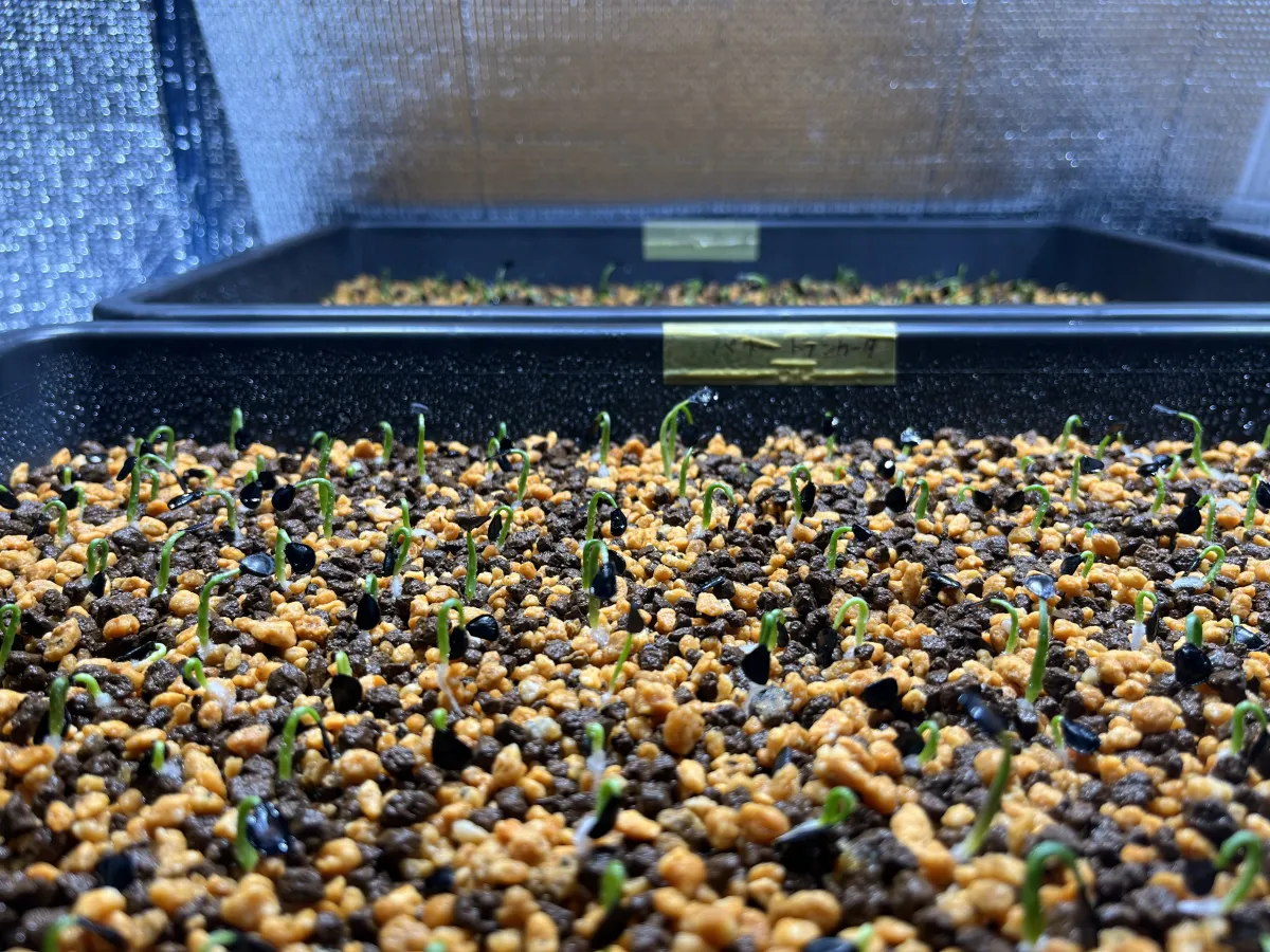 Agave parryi var. truncata (アガベ パリー トランカータ)