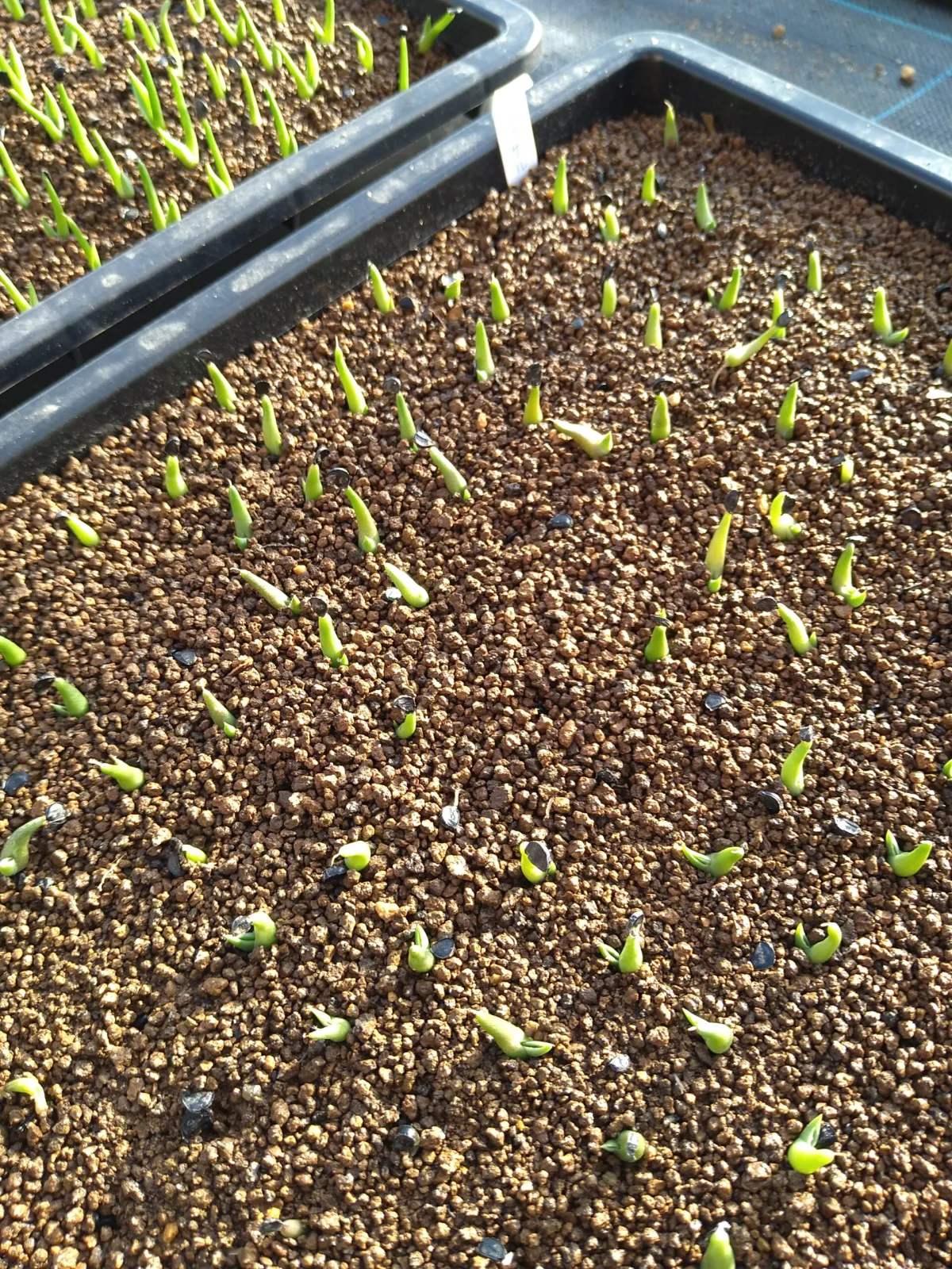 Agave nickelsiae (アガベ ニッケルシー)