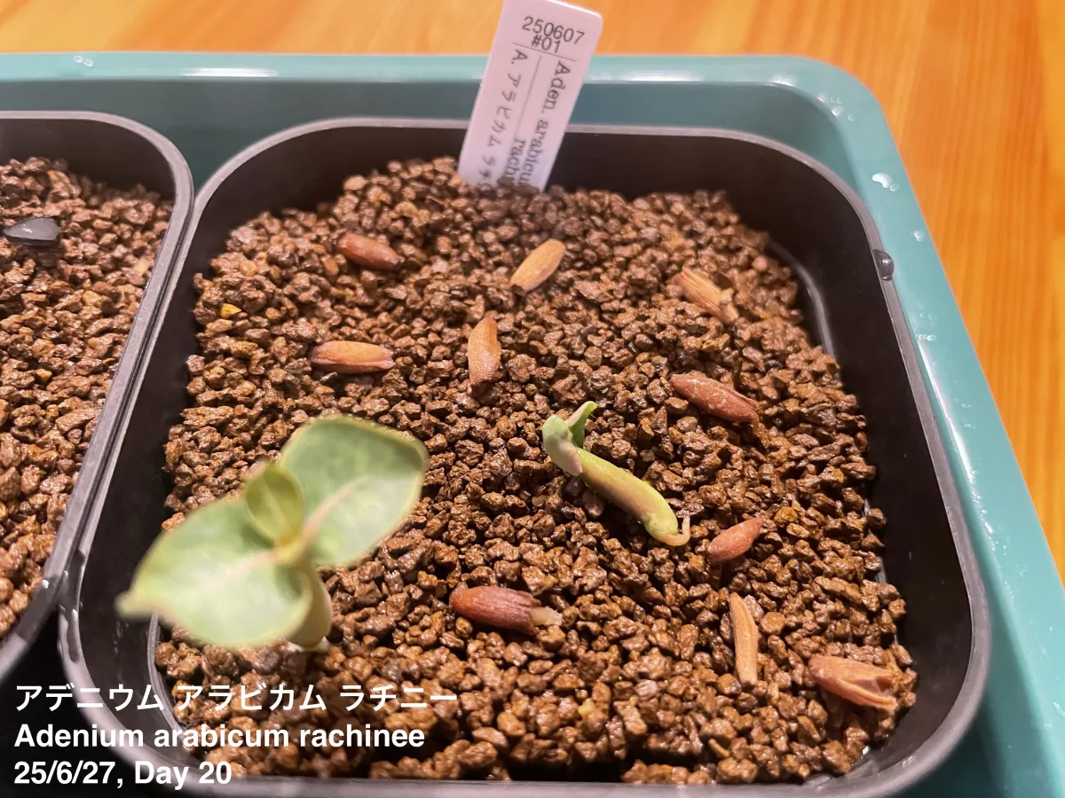 Adenium arabicum Rashiny (アデニウム アラビカム ラシニー)