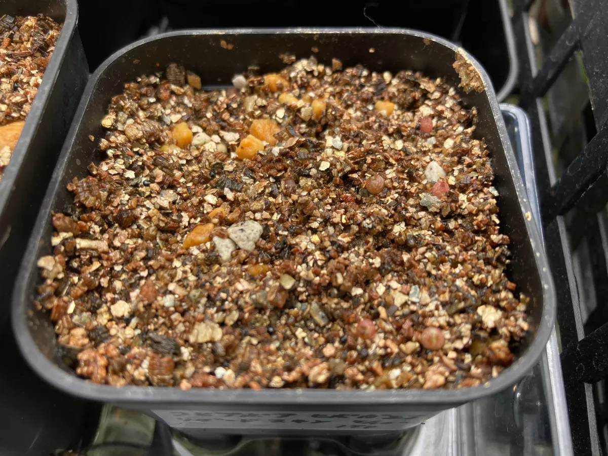 Copiapoa hypogaea Lizard Skin (コピアポア リザードスキン)