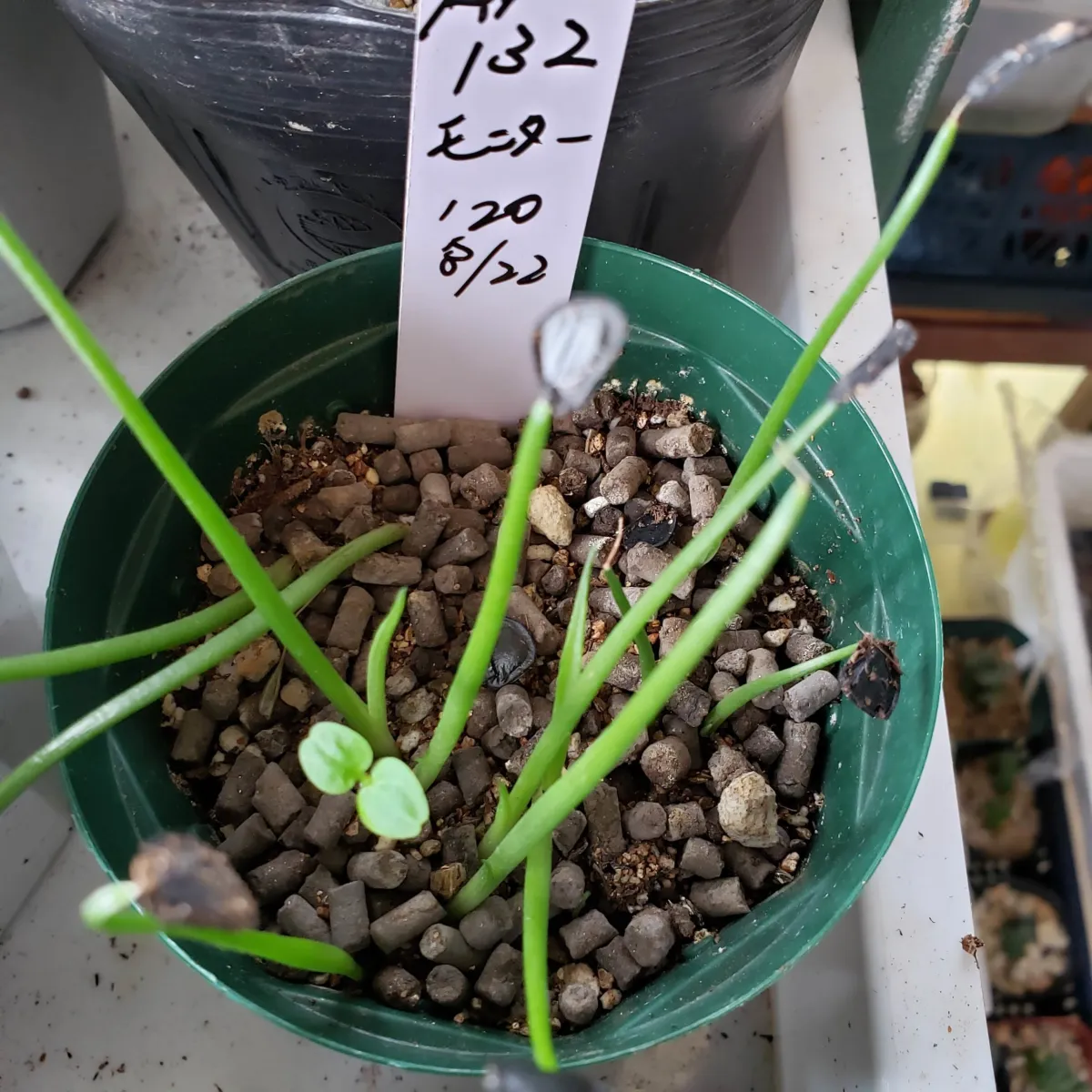 Agave americana ssp. protoamericana (アガベ プロトアメリカーナ)