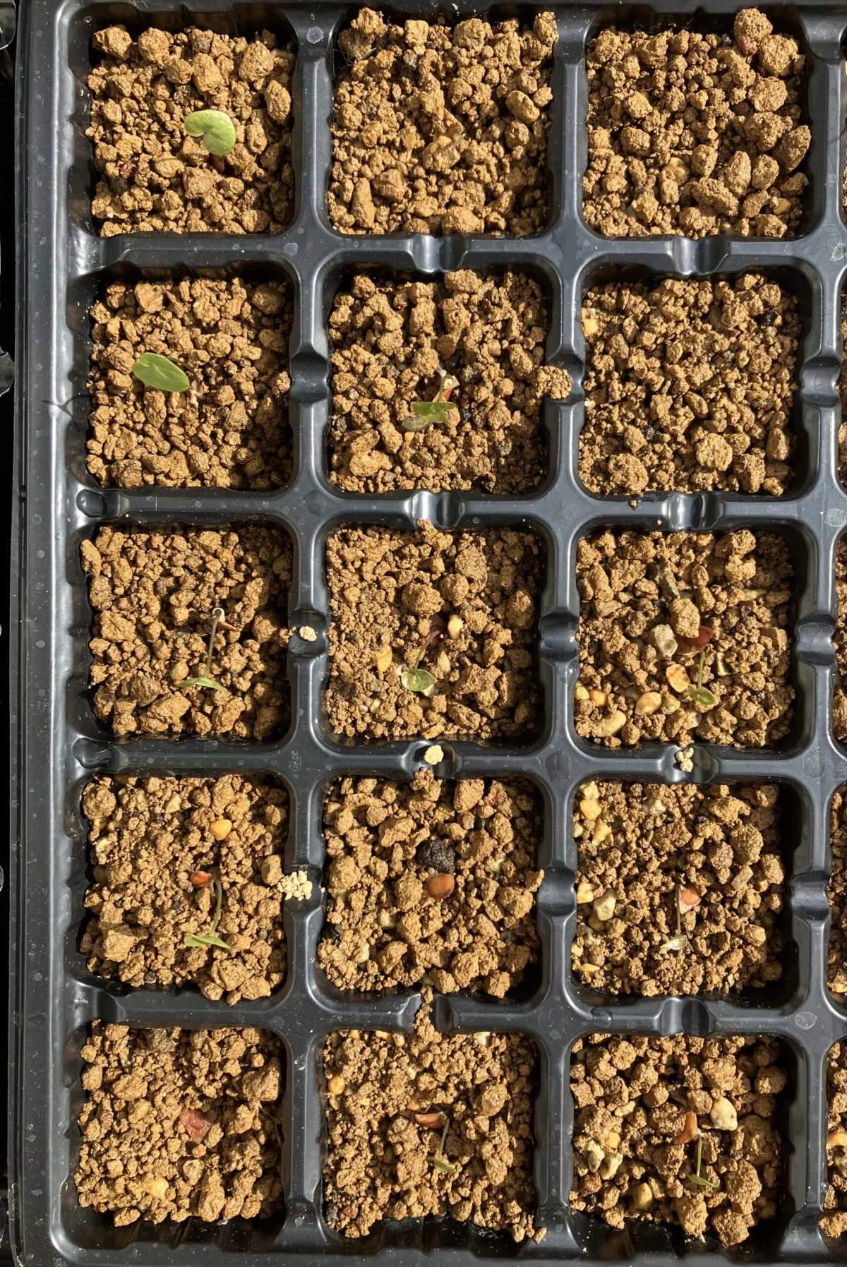 Dioscorea elephantipes (ディオスコレア エレファンティペス アフリカ亀甲竜)