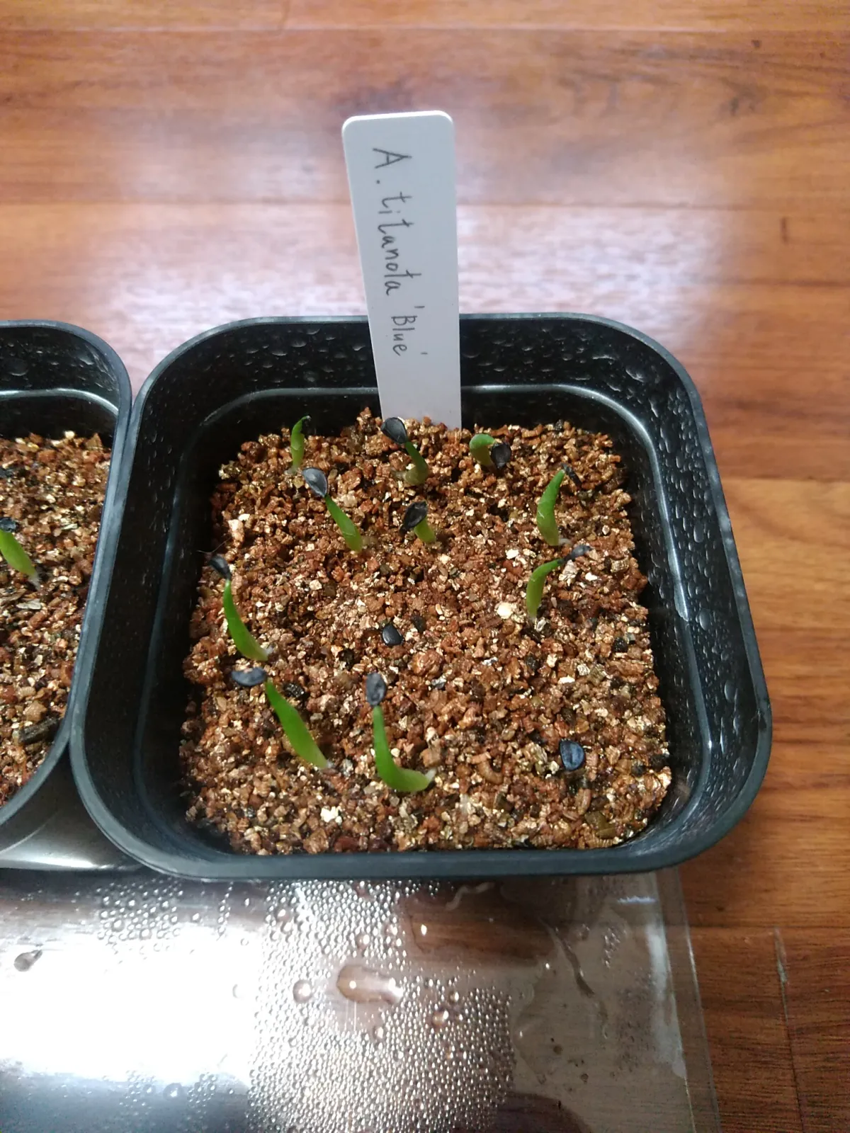 Agave titanota 'Blue' (アガベ チタノタブルー)