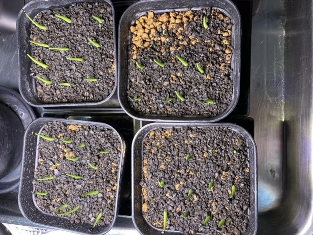 Agave utahensis var. nevadensis (アガベ ユタエンシス ネヴァデンシス)