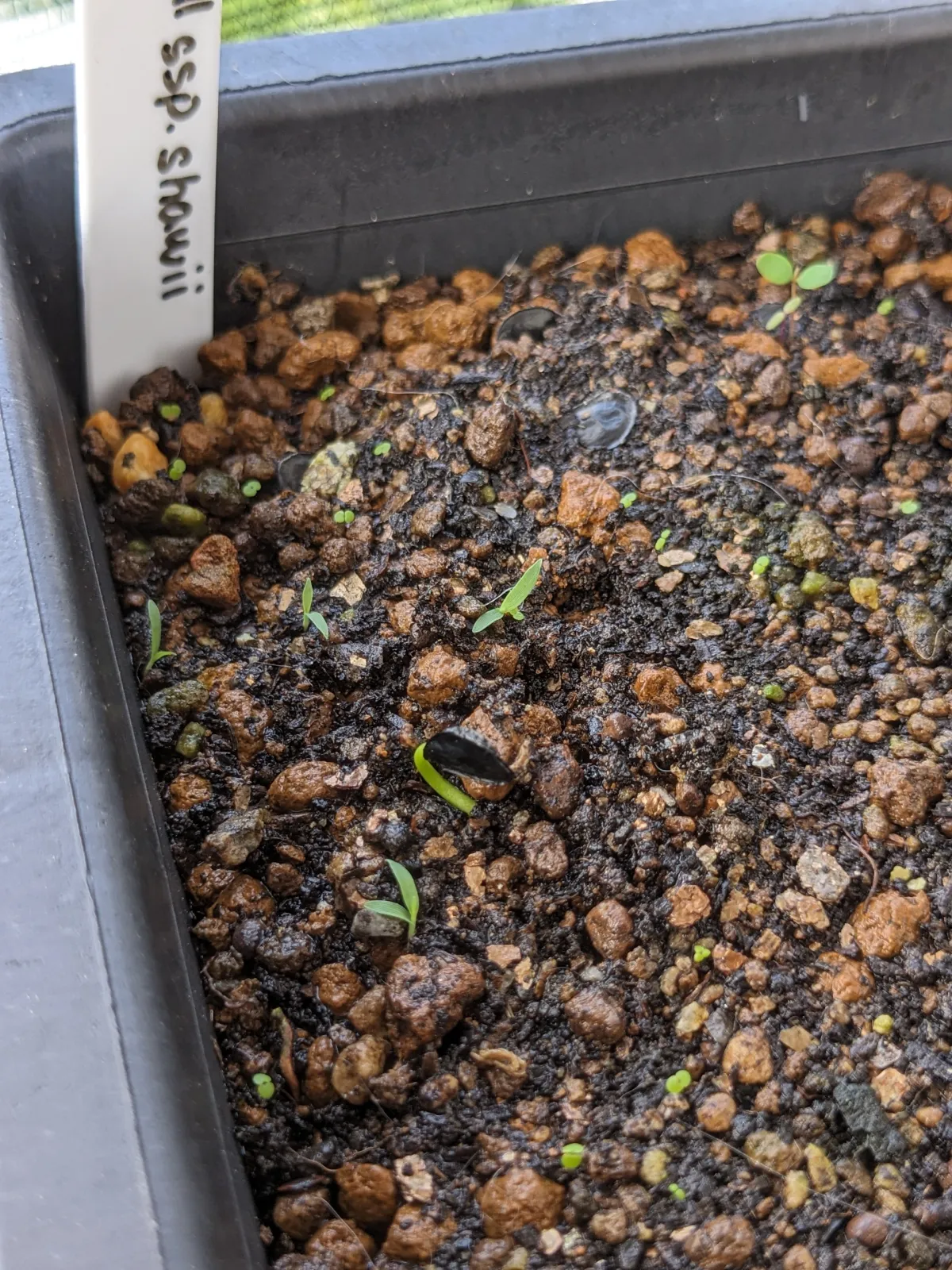 [チャレンジ種子] アガベ シャウィ（発芽難） Agave shawii subsp. shawii (発芽難)