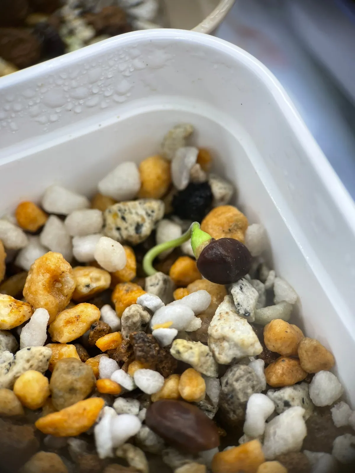 Opuntia hirsutissima (オペルクリカリア ヒルスティッシマ)