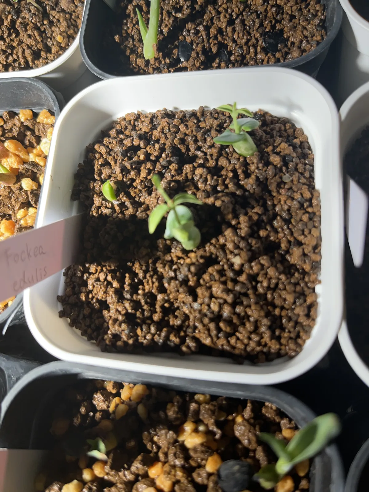 Fockea edulis (フォッケア 火星人)