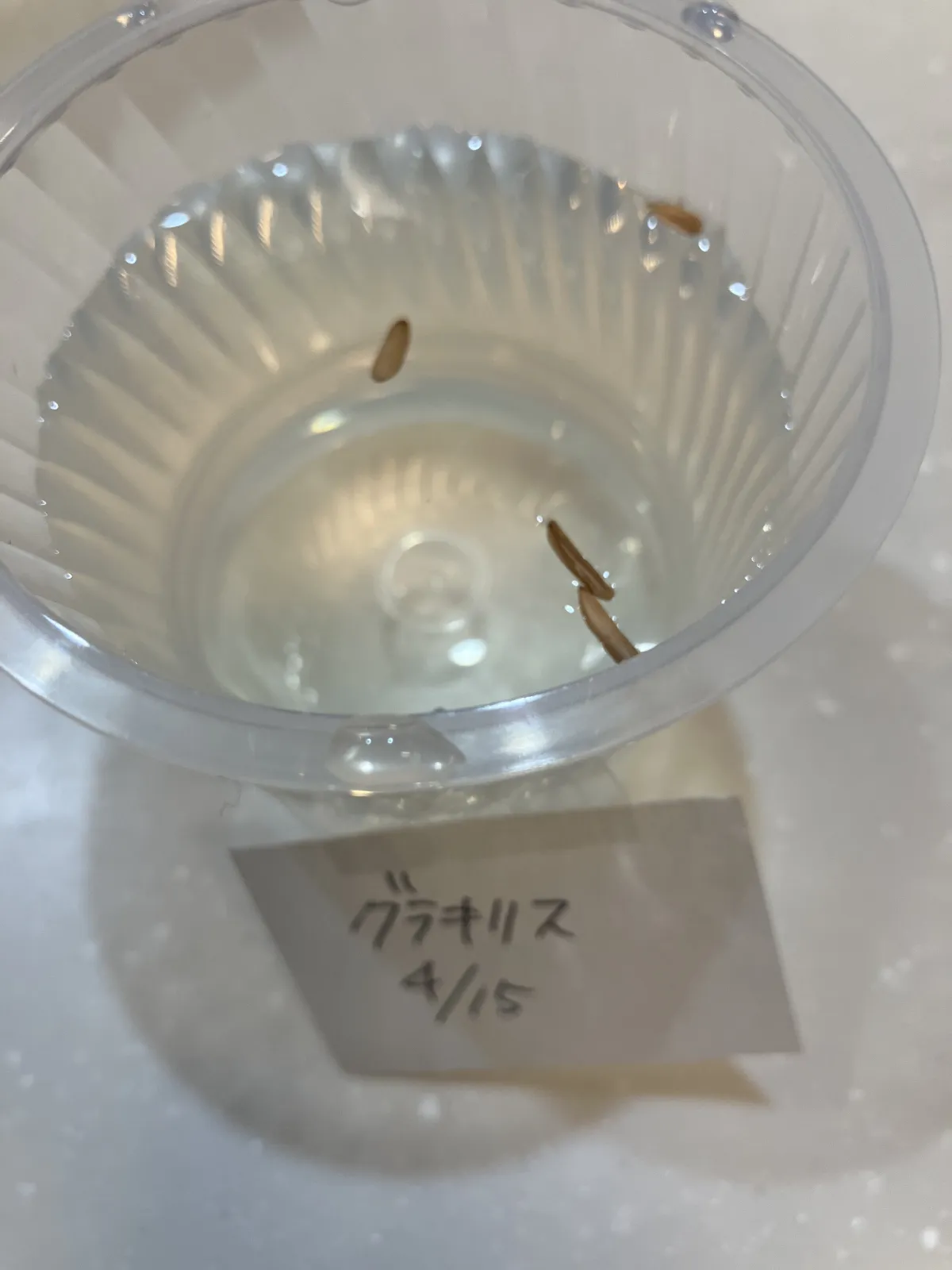 Pachypodium rosulatum var. gracilius (パキポディウム グラキリス)