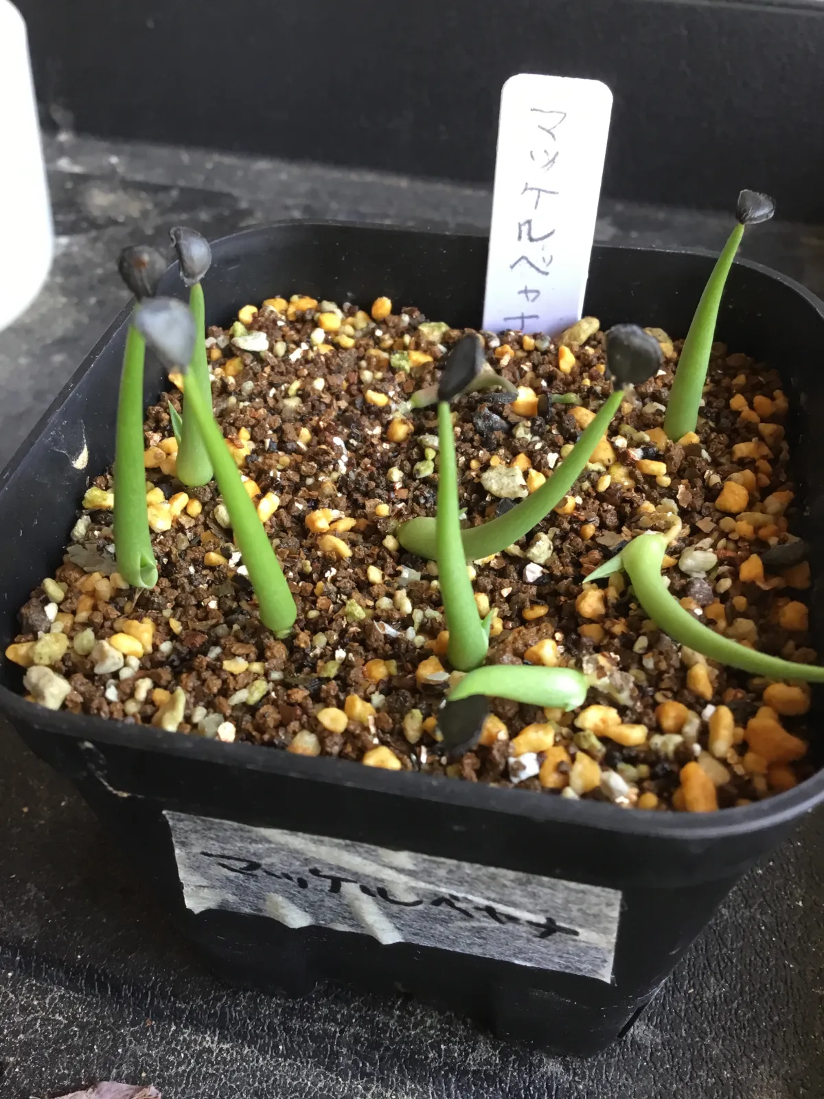 Agave mckelveyana (アガベ マッケルベヤナ)