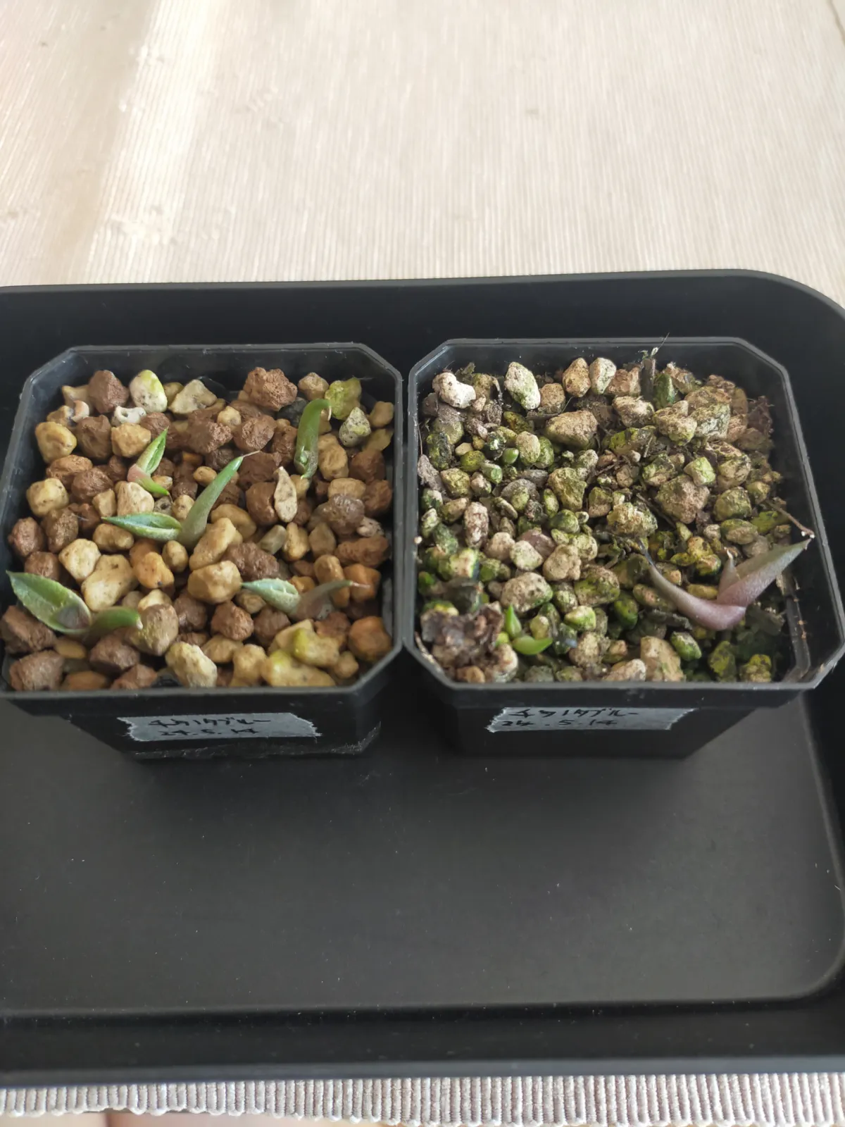 Agave titanota 'Blue' (アガベ チタノタブルー)