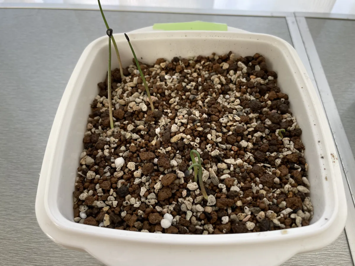 Agave guadalajarana (アガベ グアダラハラナ)