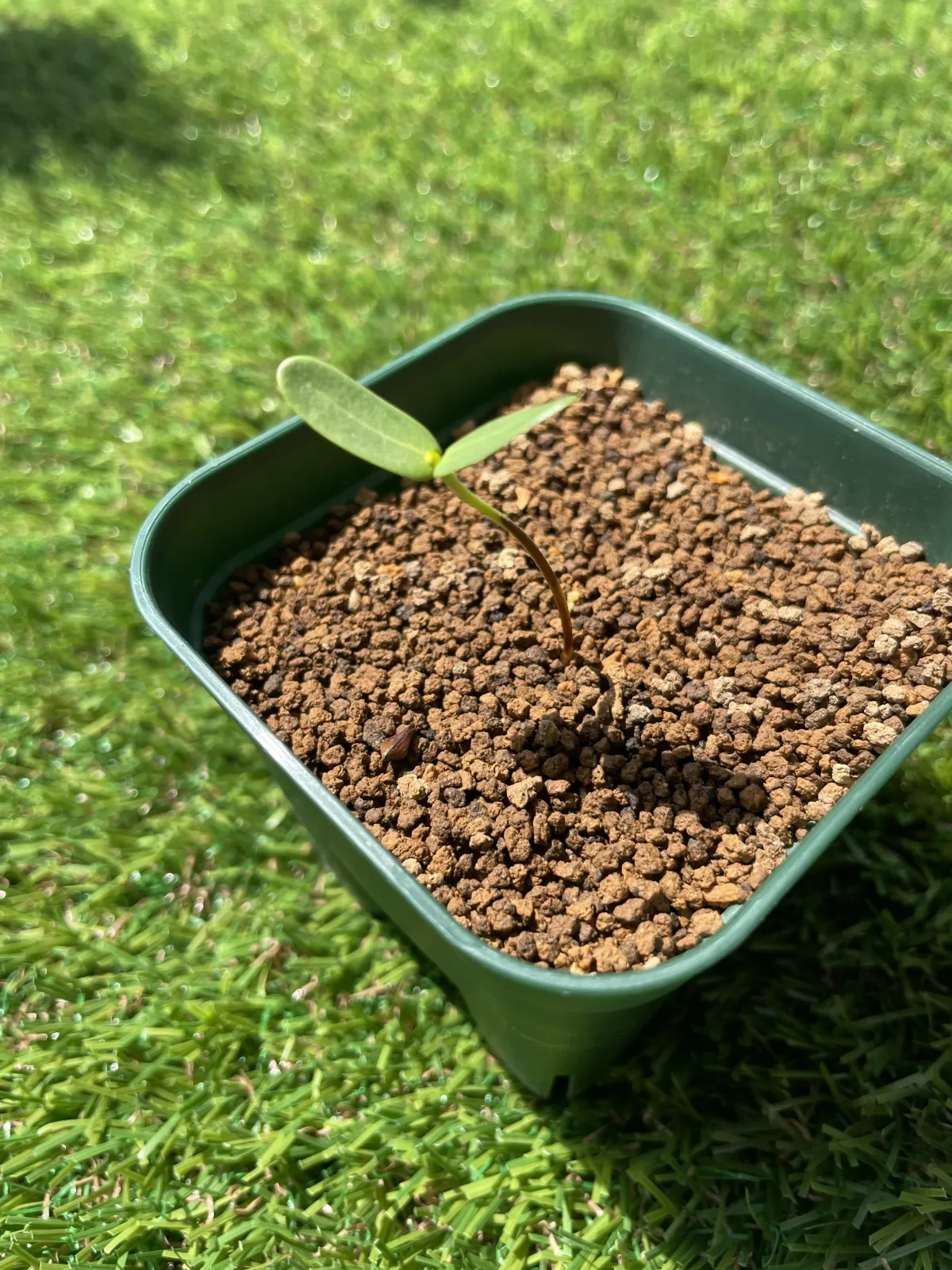 Senna meridionalis (センナ メリディオナリス)