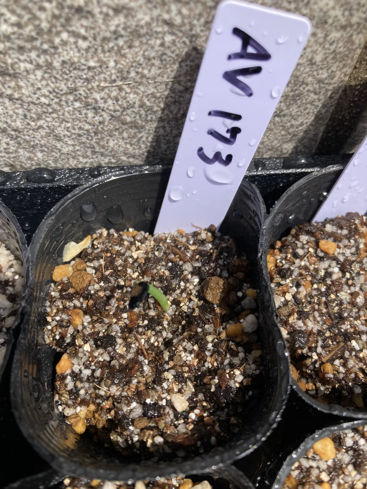 Agave seemanniana (アガベ シーマニアナ)