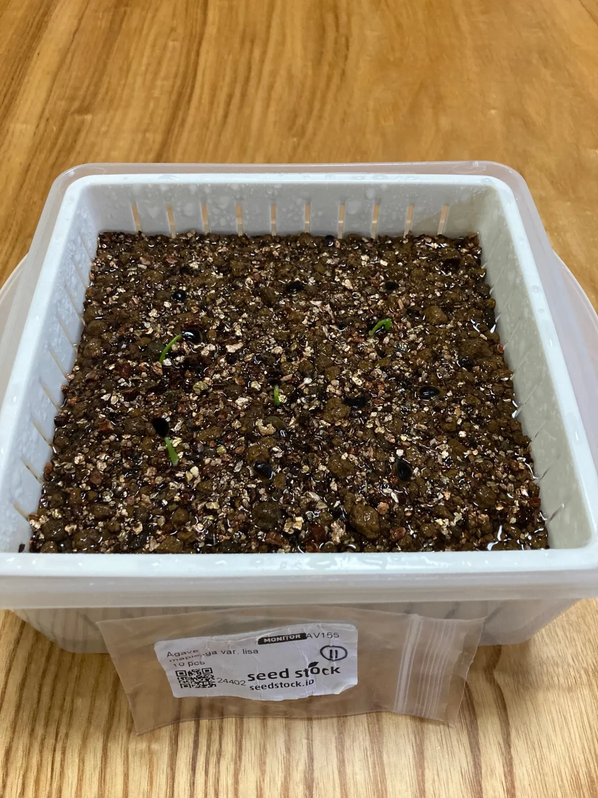 Agave mapisaga var. lisa (アガベ マピサガ リサ)