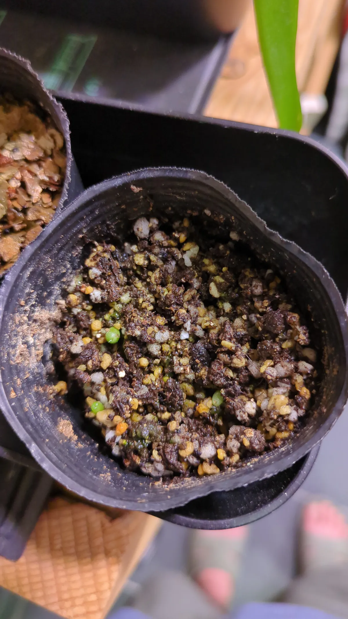 Ariocarpus kotschoubeyanus var. albiflorus (アリオカルプス 姫牡丹)