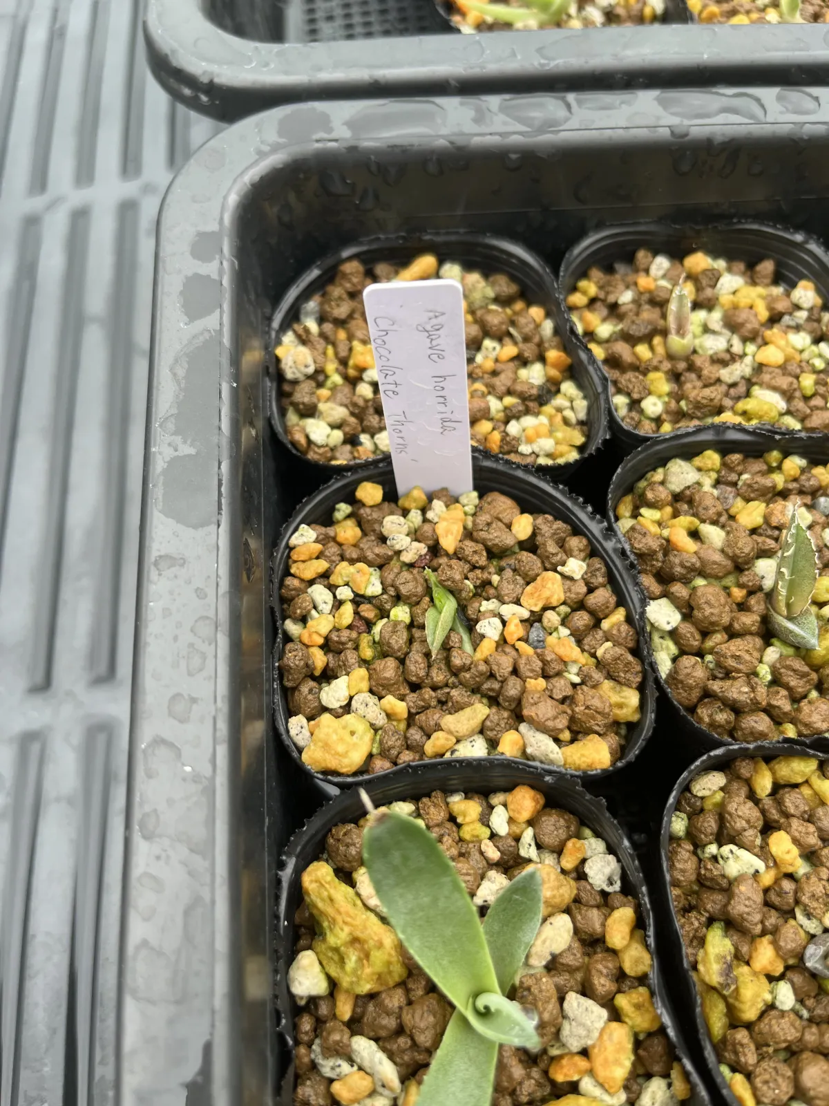 Agave horrida 'Chocolate Thorn' (アガベ ホリダ チョコレートソーン)