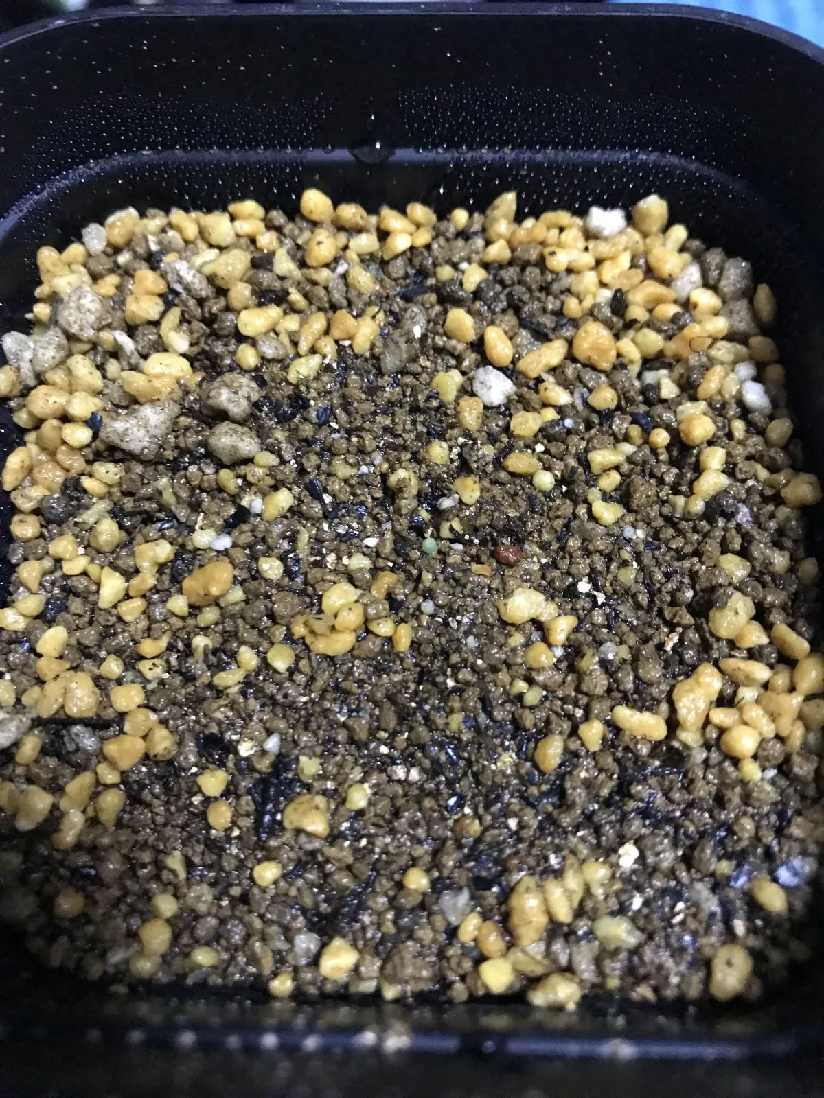 Aztekium ritteri (アズテキウム 花籠)