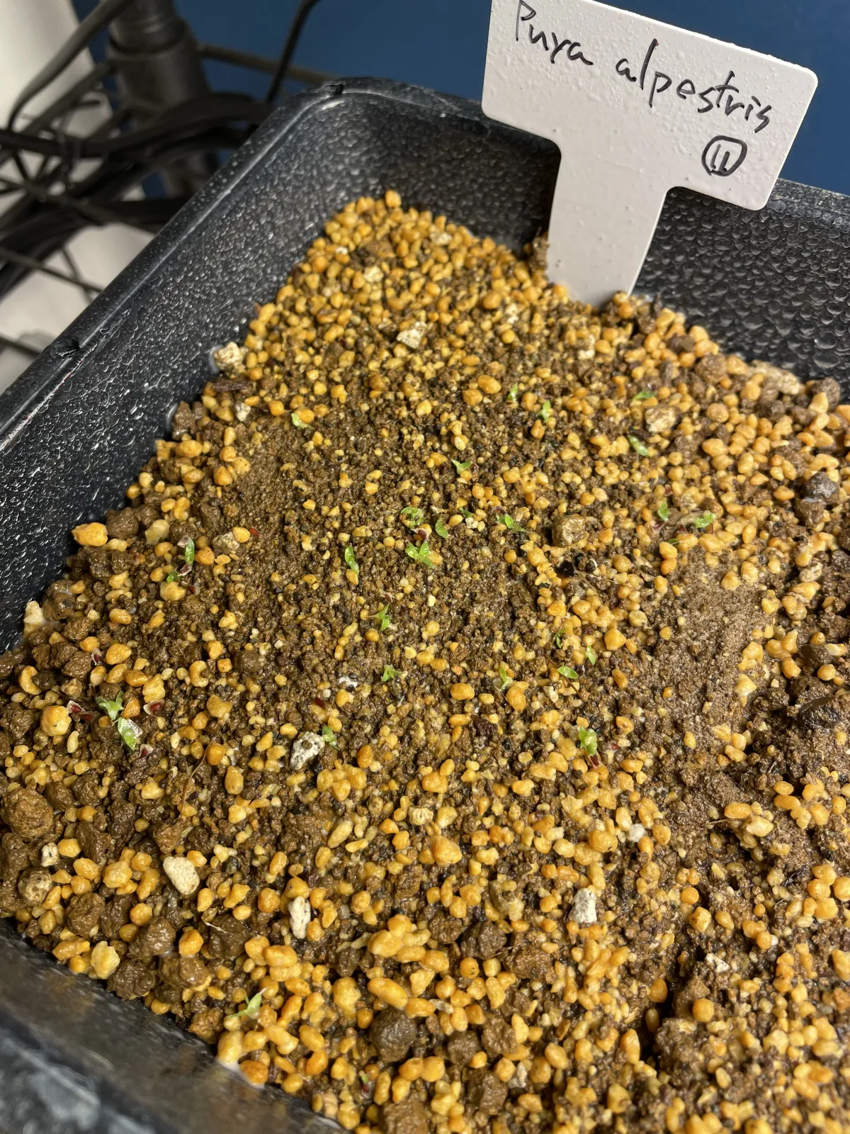 Puya alpestris (プヤ アルペストリス)