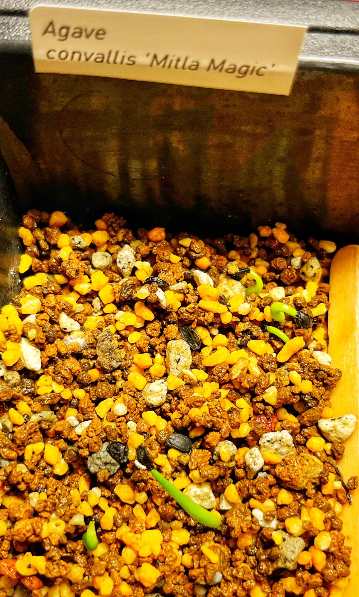 Agave convallis Mitra Magic (アガベ コンワリス ミトラマジック)