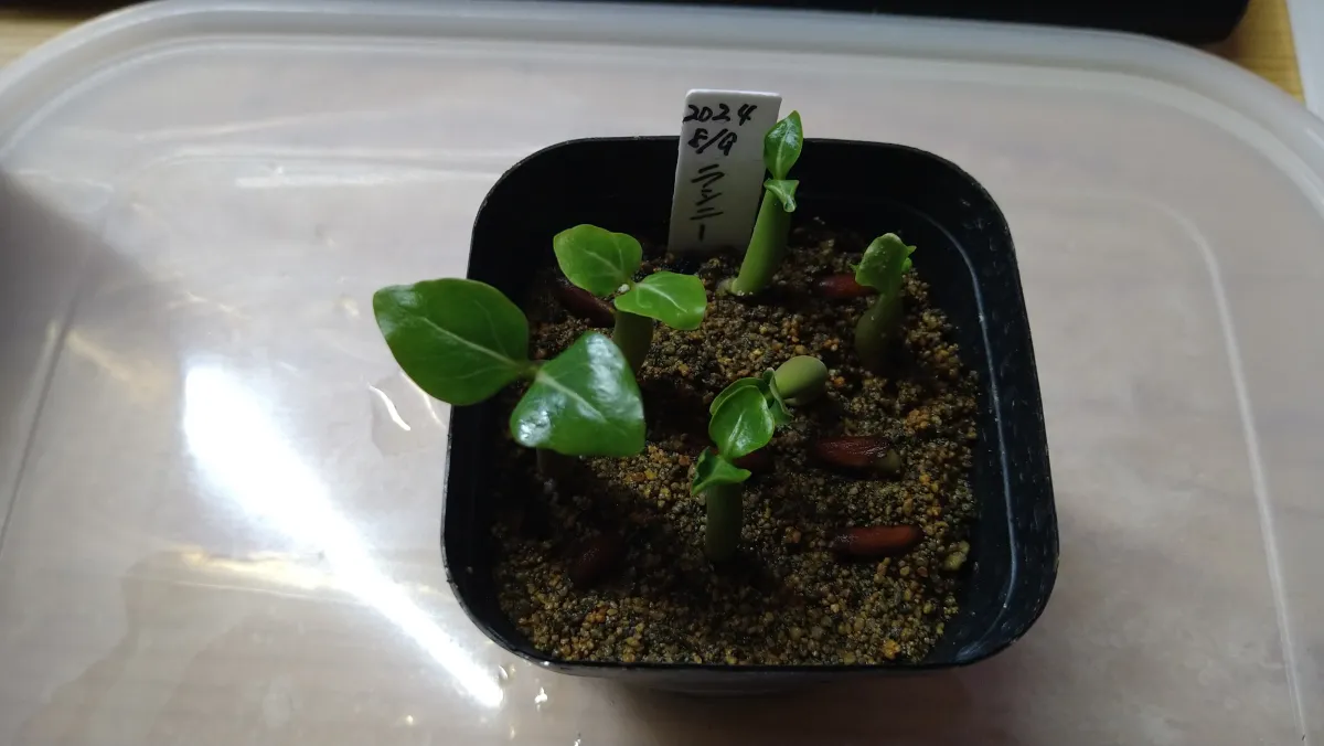 Adenium arabicum Rashiny (アデニウム アラビカム ラシニー)