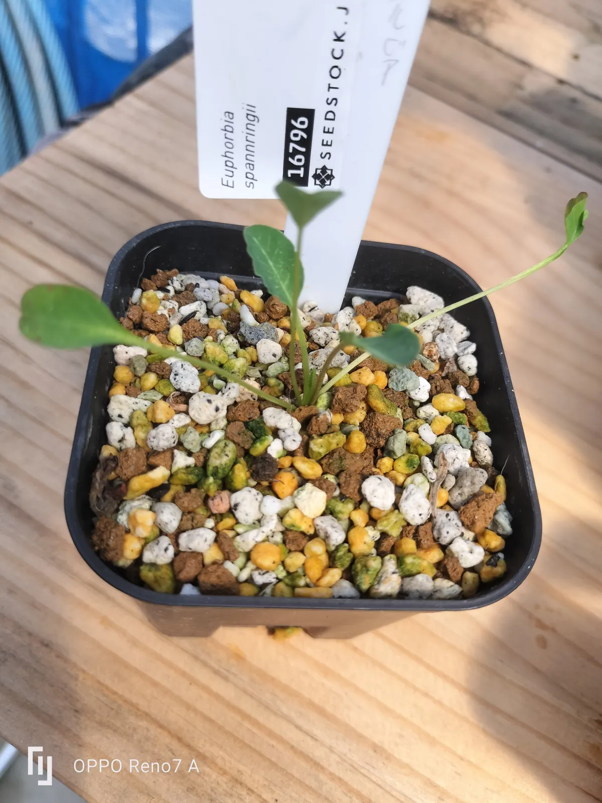 Euphorbia spannringii (ユーフォルビア スパンリンギー フィッシュボーン)