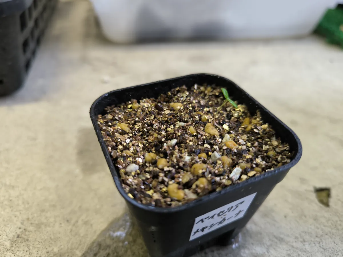 Beiselia mexicana (ベイセリア メキシカーナ)