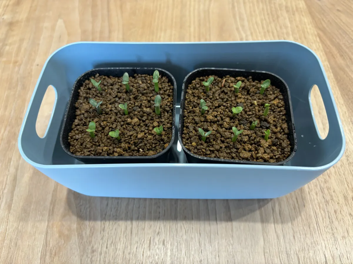 Pachypodium rosulatum var. inopinatum (パキポディウム イノピナツム)