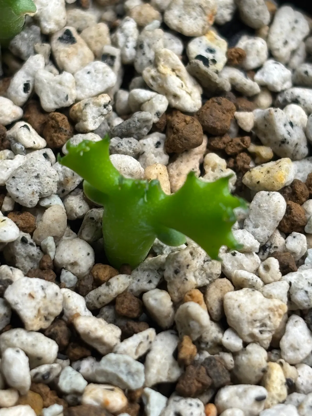 Euphorbia squarrosa (ユーフォルビア スクアローサ)