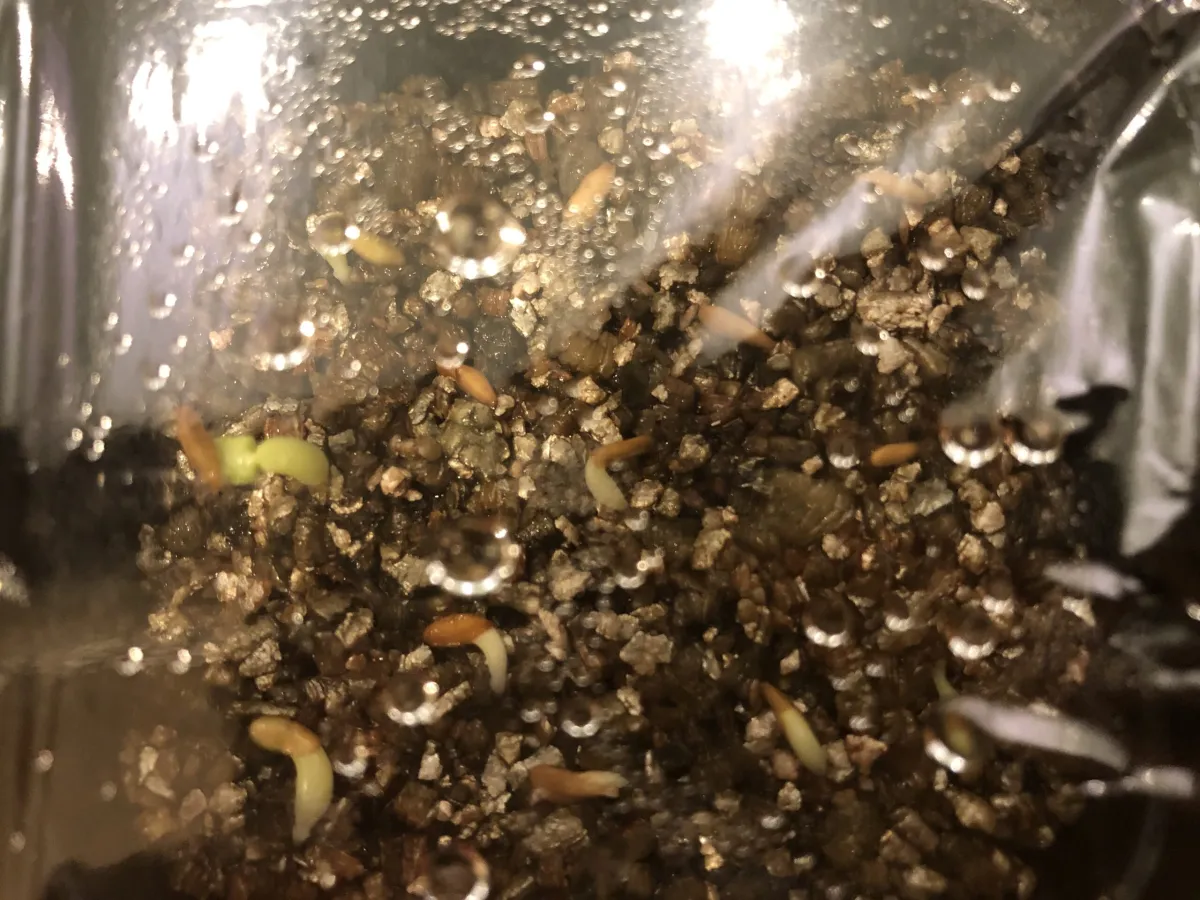 Pachypodium horombense (パキポディウム ホロンベンセ)