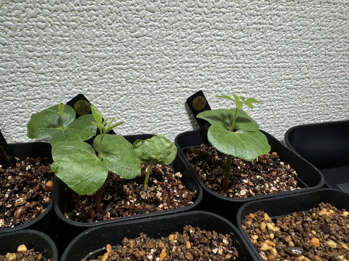 Commiphora monstruosa (コミフォラ モンストローサ)