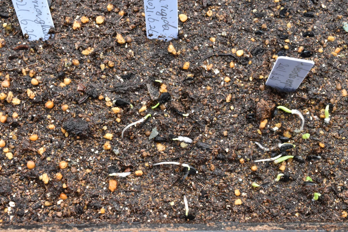 Yucca rigida (ユッカ リギダ)