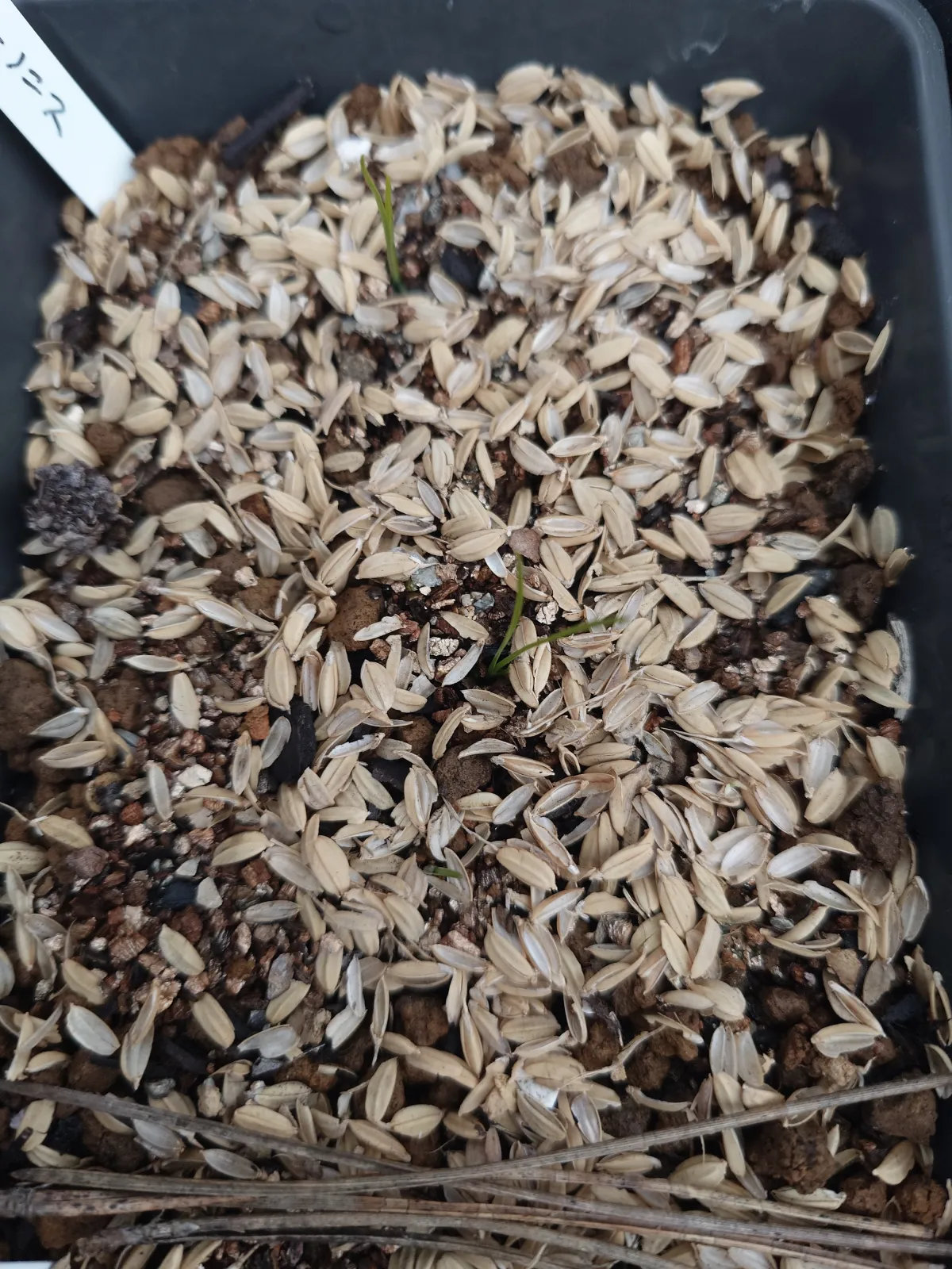 Xanthorrhoea brunonis subsp. brunonis (ザントロエア ブルーノニス)