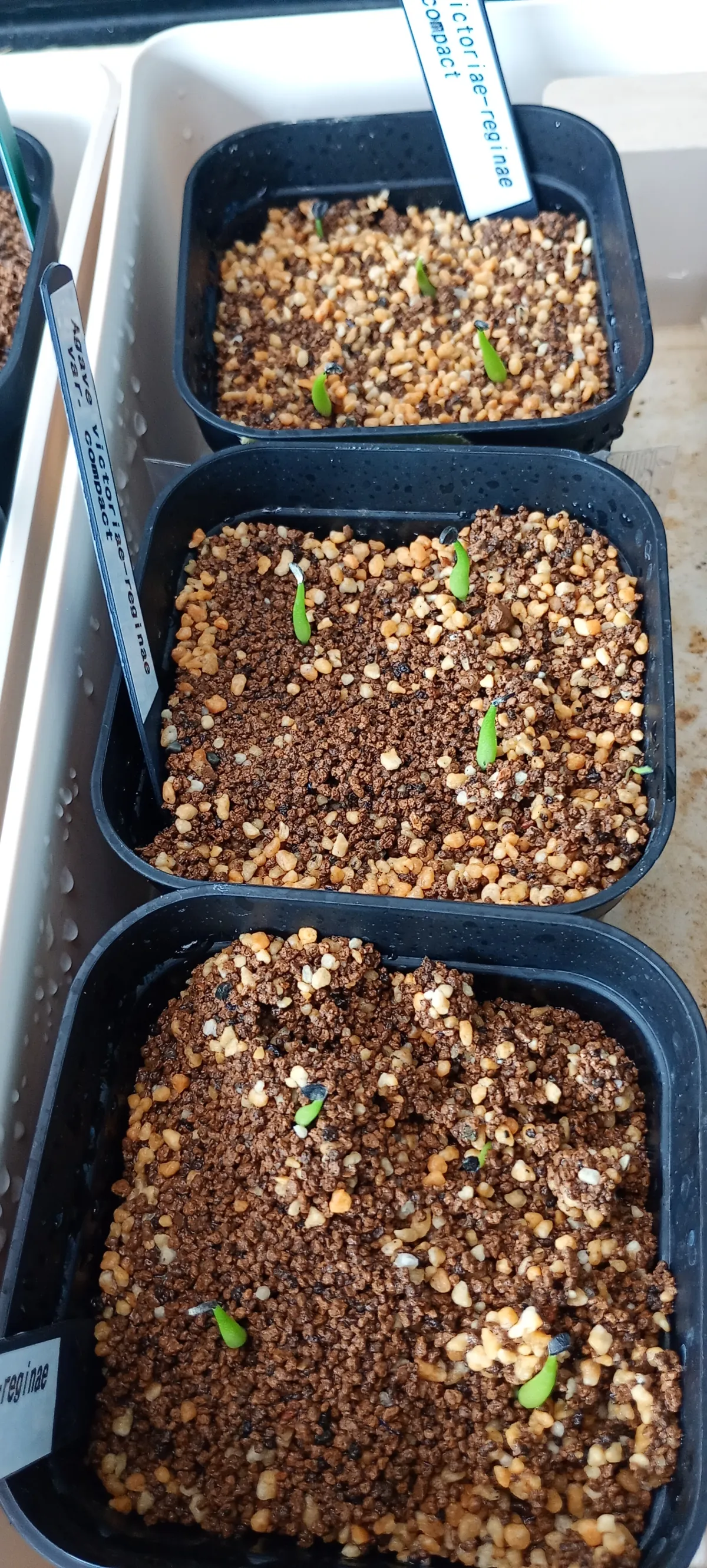 Agave victoriae-reginae Compacta (アガベ ビクトリアレジーナコンパクト)