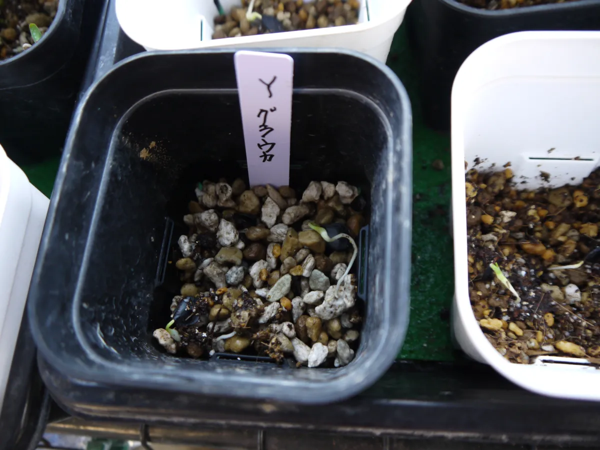 Yucca glauca (ユッカ グラウカ)