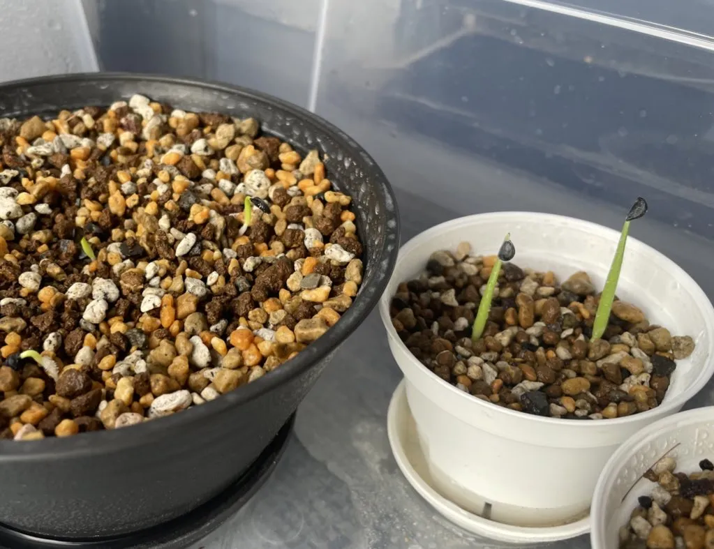 Agave deserti var. deserti (アガベ デザーティ)