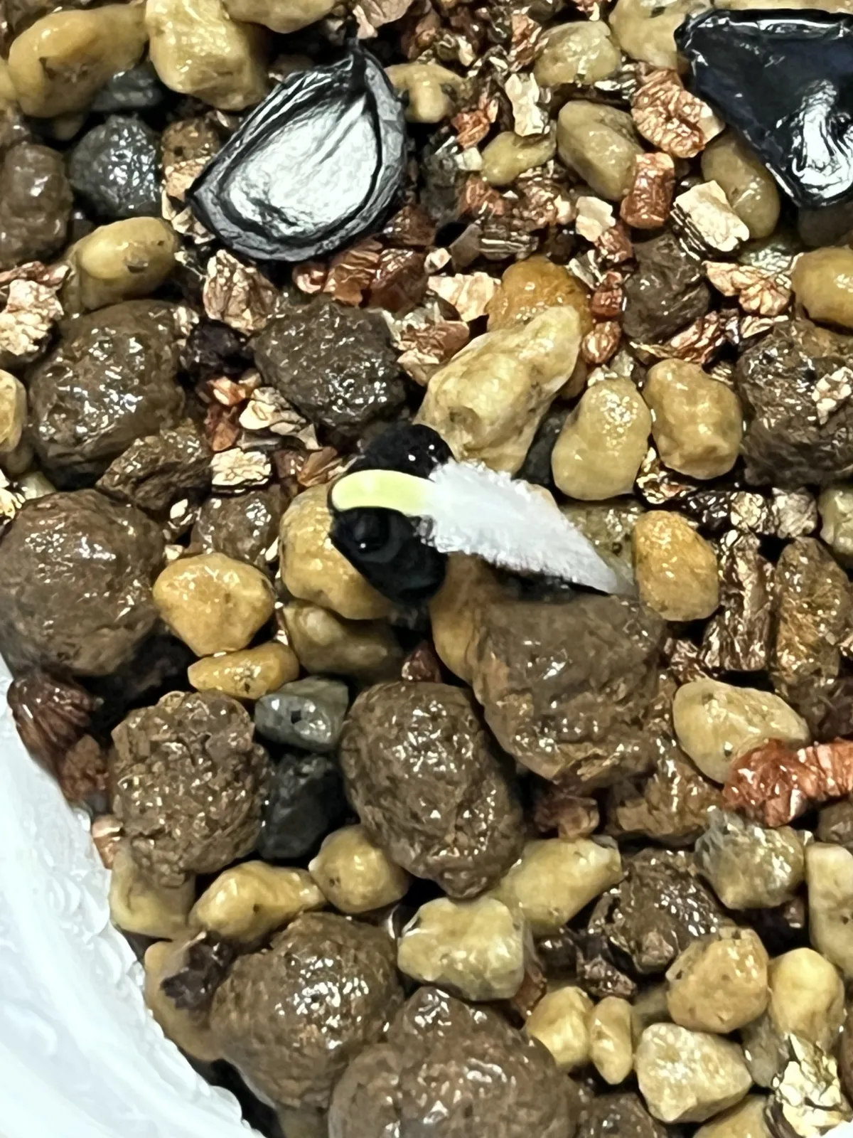 Agave maximiliana (アガベ マキシミリアナ)