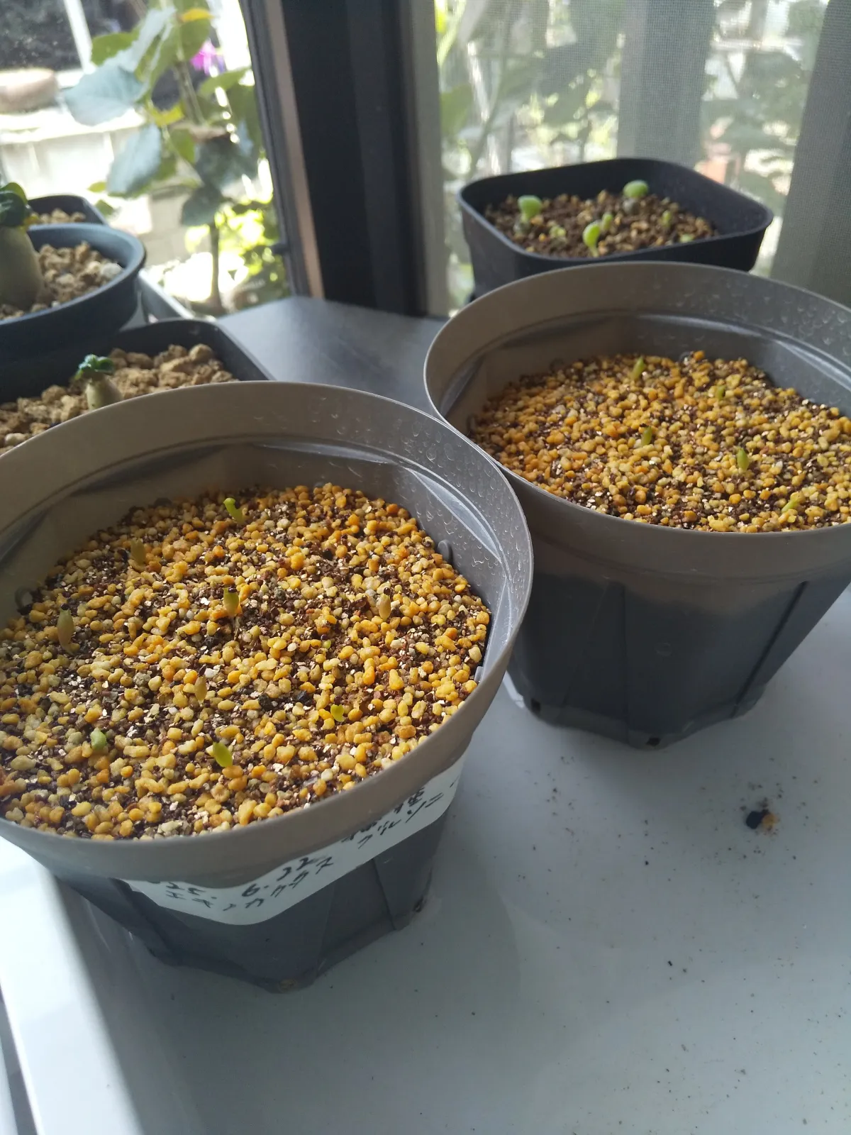 Echinocactus grusonii (エキノカクタス キンシャチ)