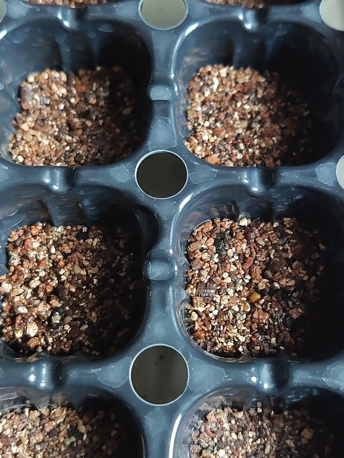 Dinteranthus wilmotianus (ディンテランタス 幻玉)