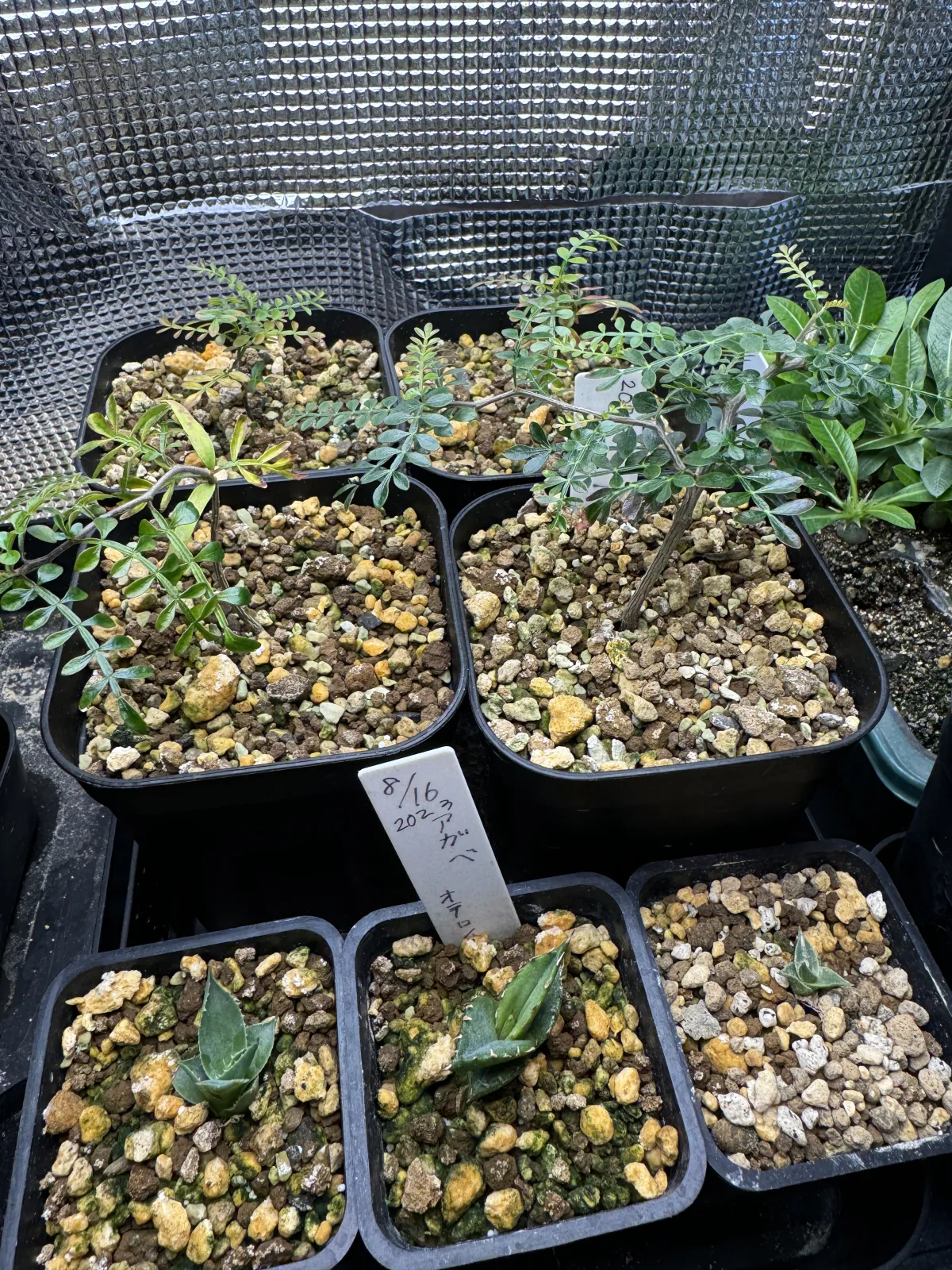 Operculicarya pachypus (オペルクリカリア パキプス)