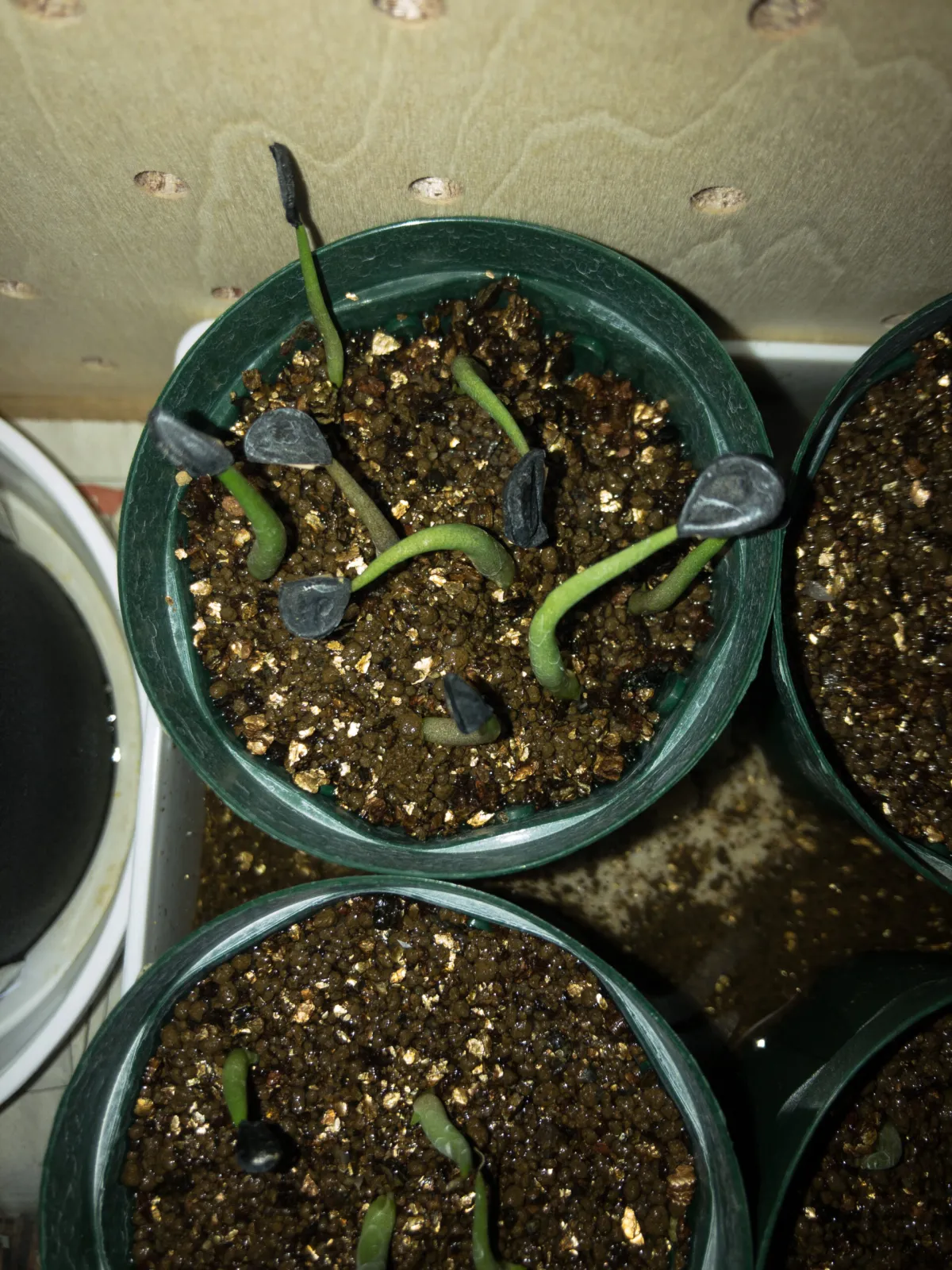 Agave macroacantha (アガベ マクロアカンサ 八荒殿)