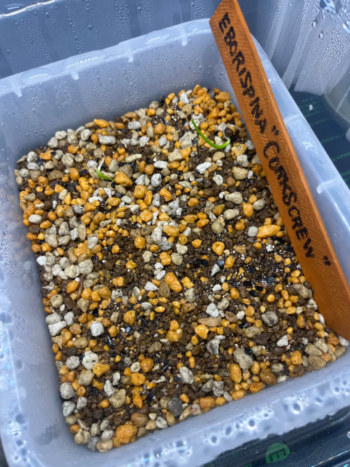 Agave utahensis var. eborispina 'Corkscrew' (アガベ ユタエンシスコークスクリュー)