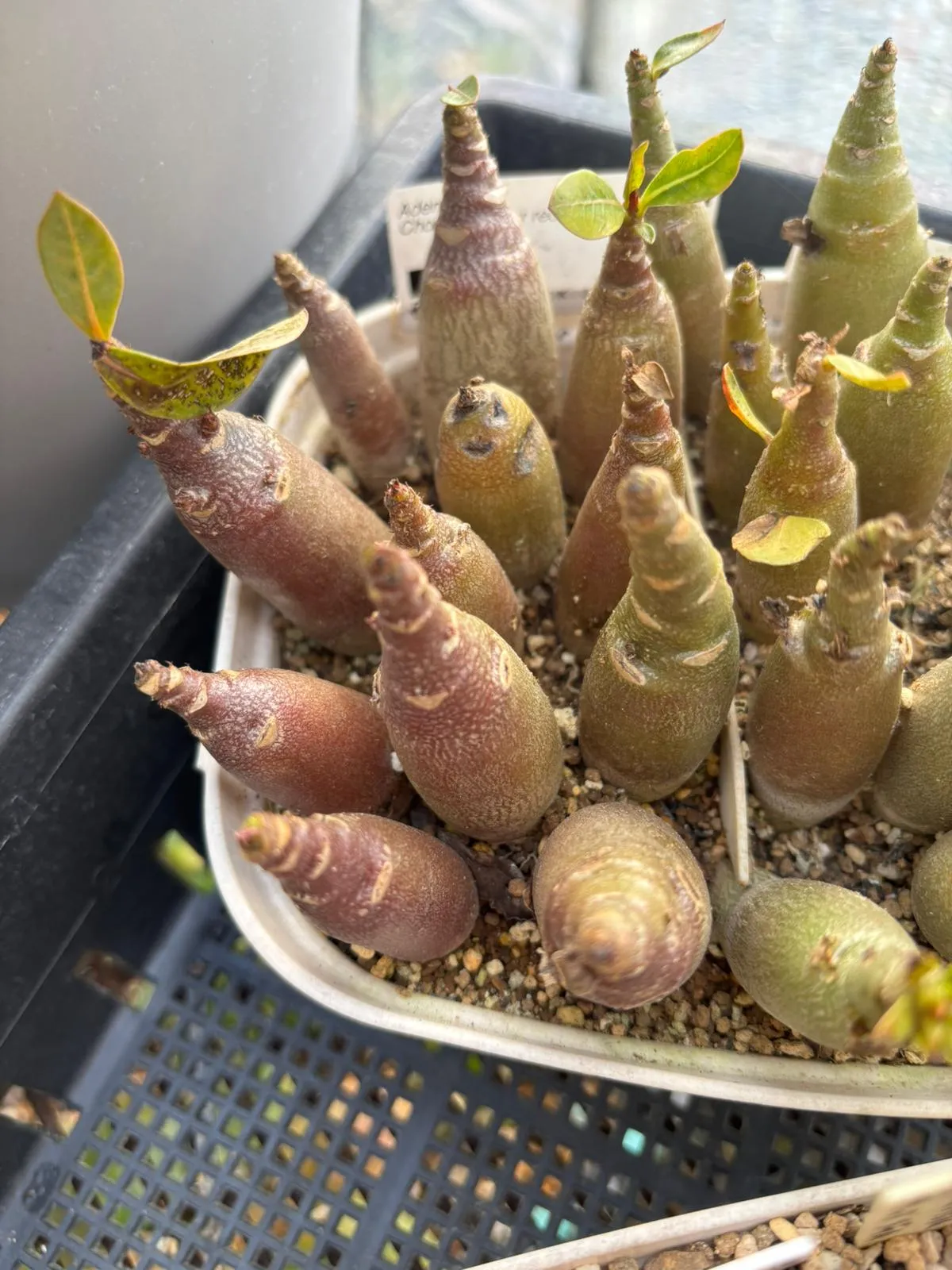 Adenium obesum Choco X Super red (アデニウム Choco X SPR Adenium Choco X Super red)