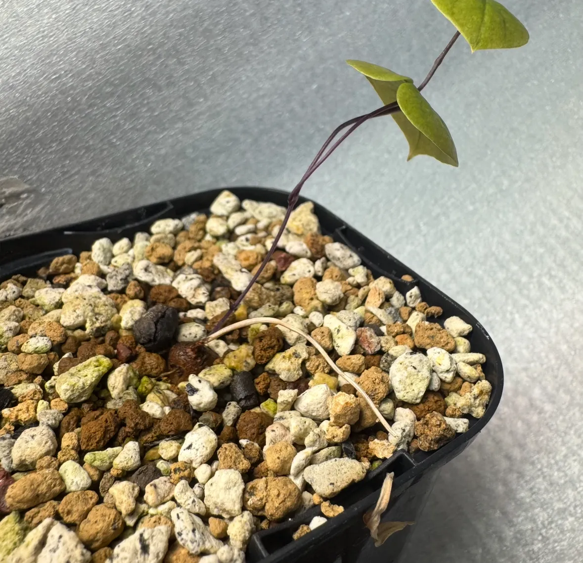 Dioscorea elephantipes (ディオスコレア エレファンティペス セレクション)