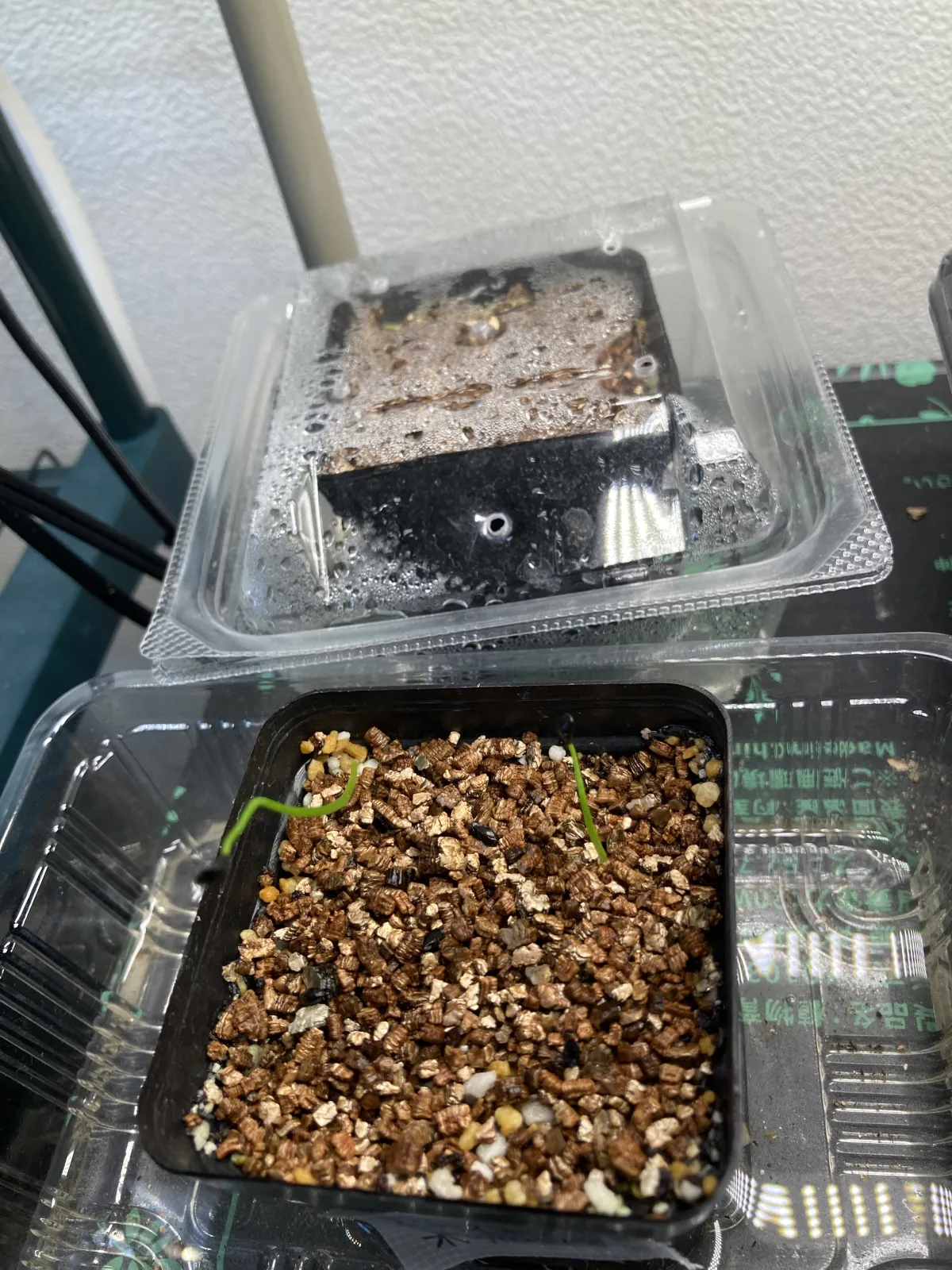 Bowiea volubilis (ボウィエア ボルビリス 蒼角殿)