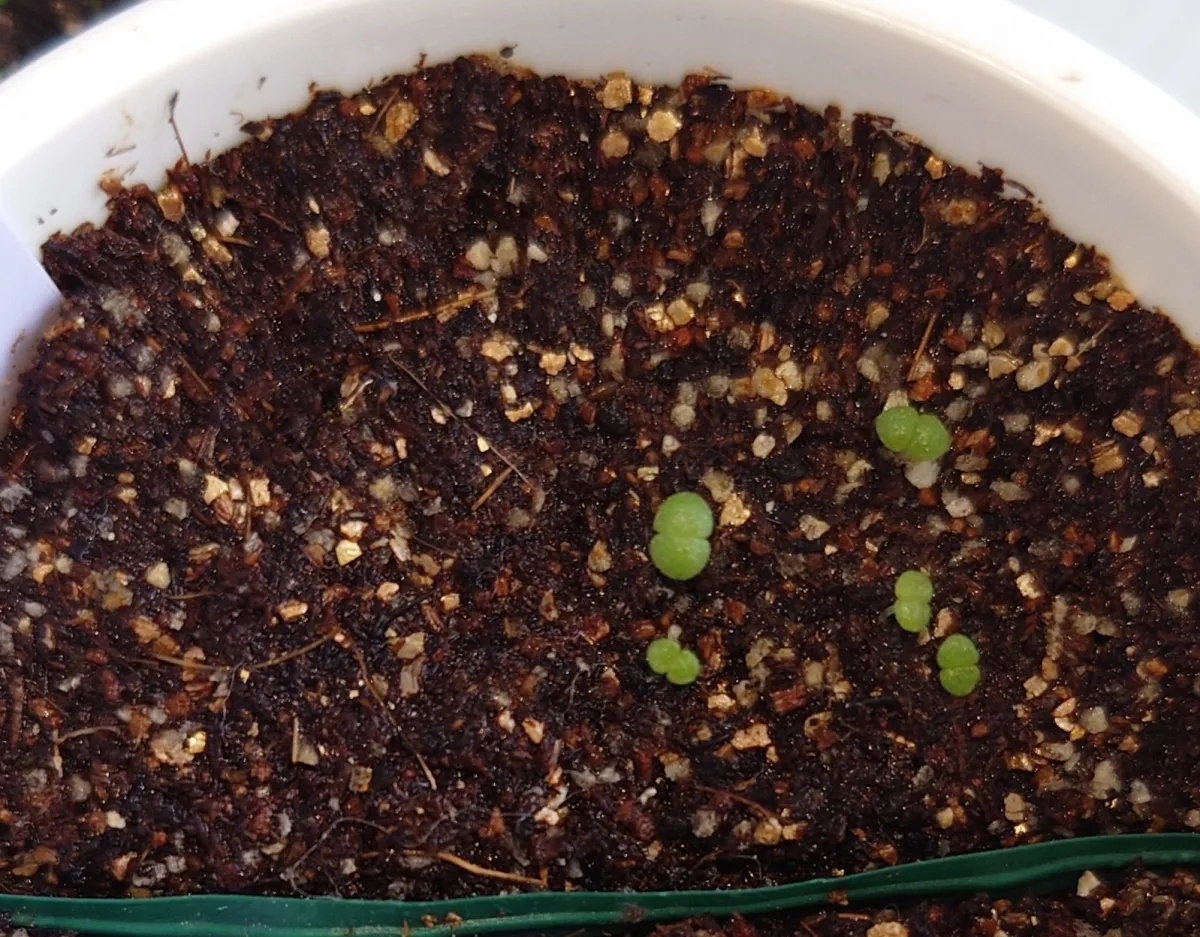 Echeveria agavoides var. multifida (エケベリア アガボイデスマルチフィーダ)