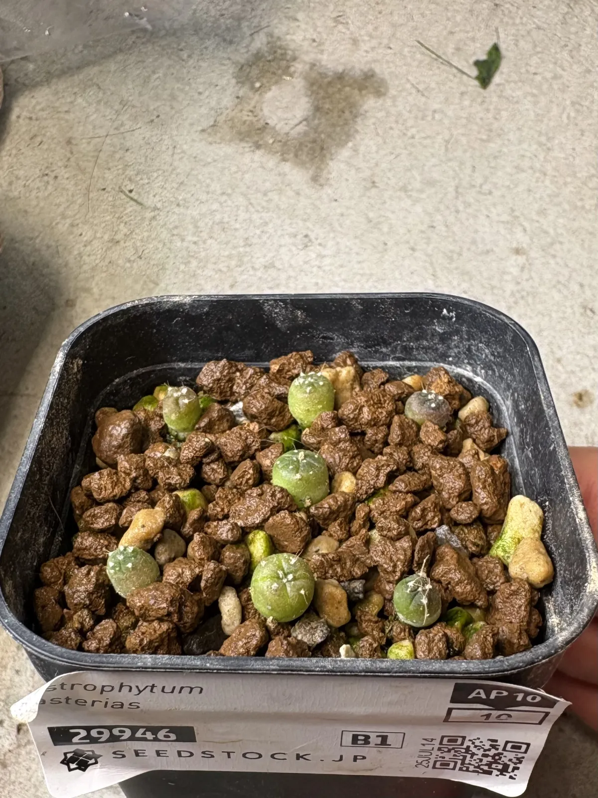 Astrophytum asterias (アストロフィツム アステリアス 兜)