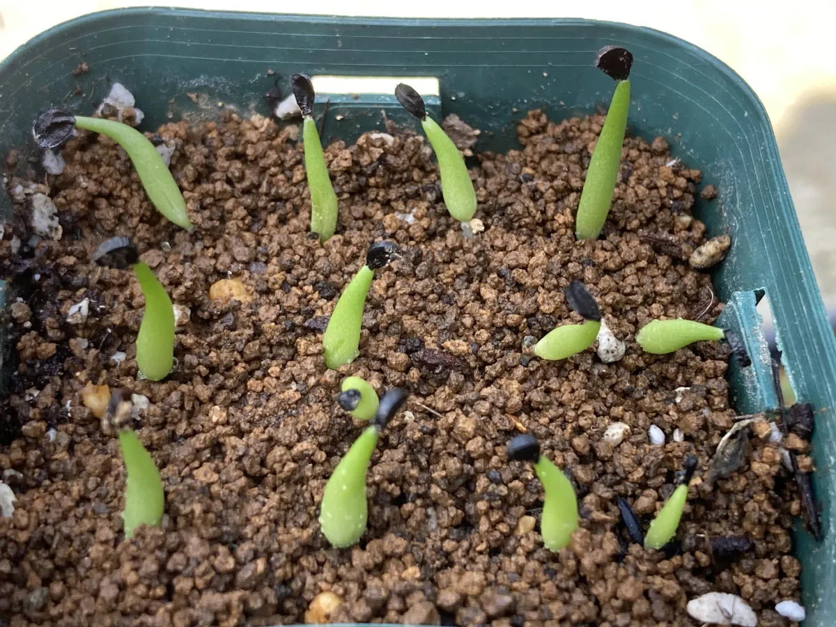 Agave victoriae-reginae ssp. swobodae 'Compacta' (アガベ スワボダエ コンパクタ‘’)