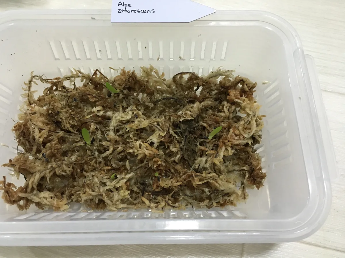 Aloe arborescens (アロエ アルボレセンス)