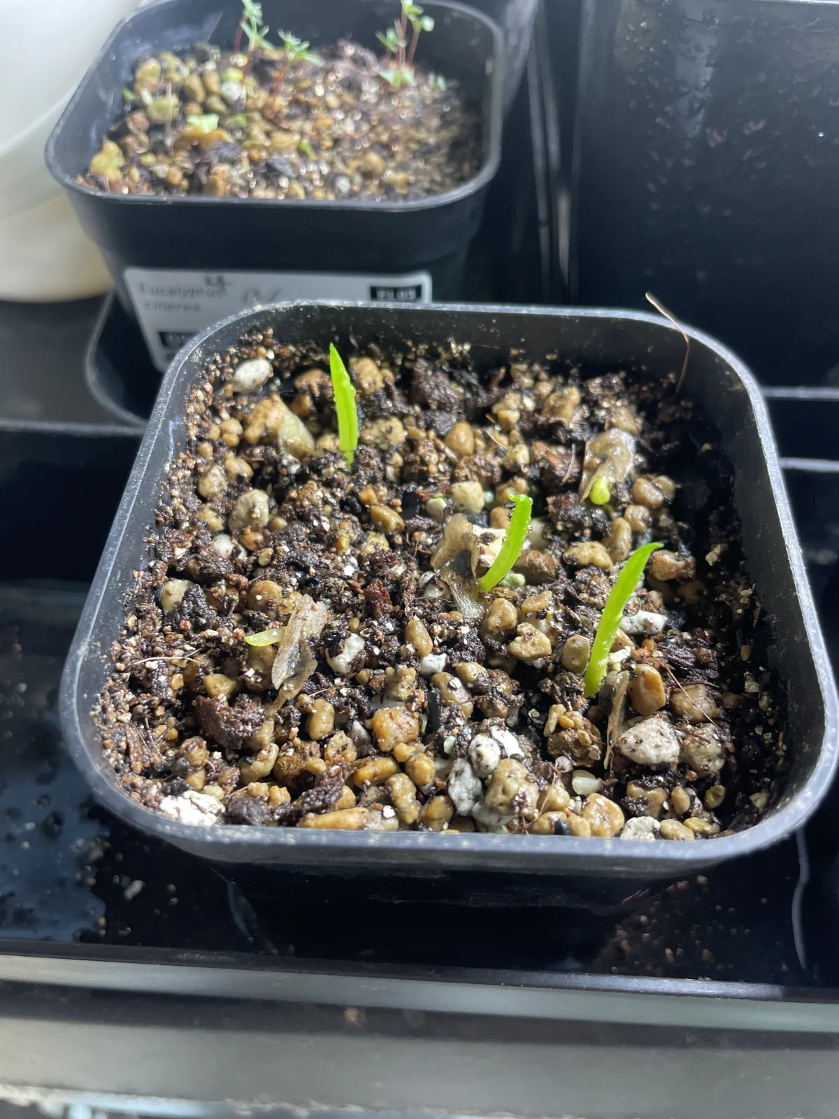 Aloe suzannae (アロエ スザンナエ)