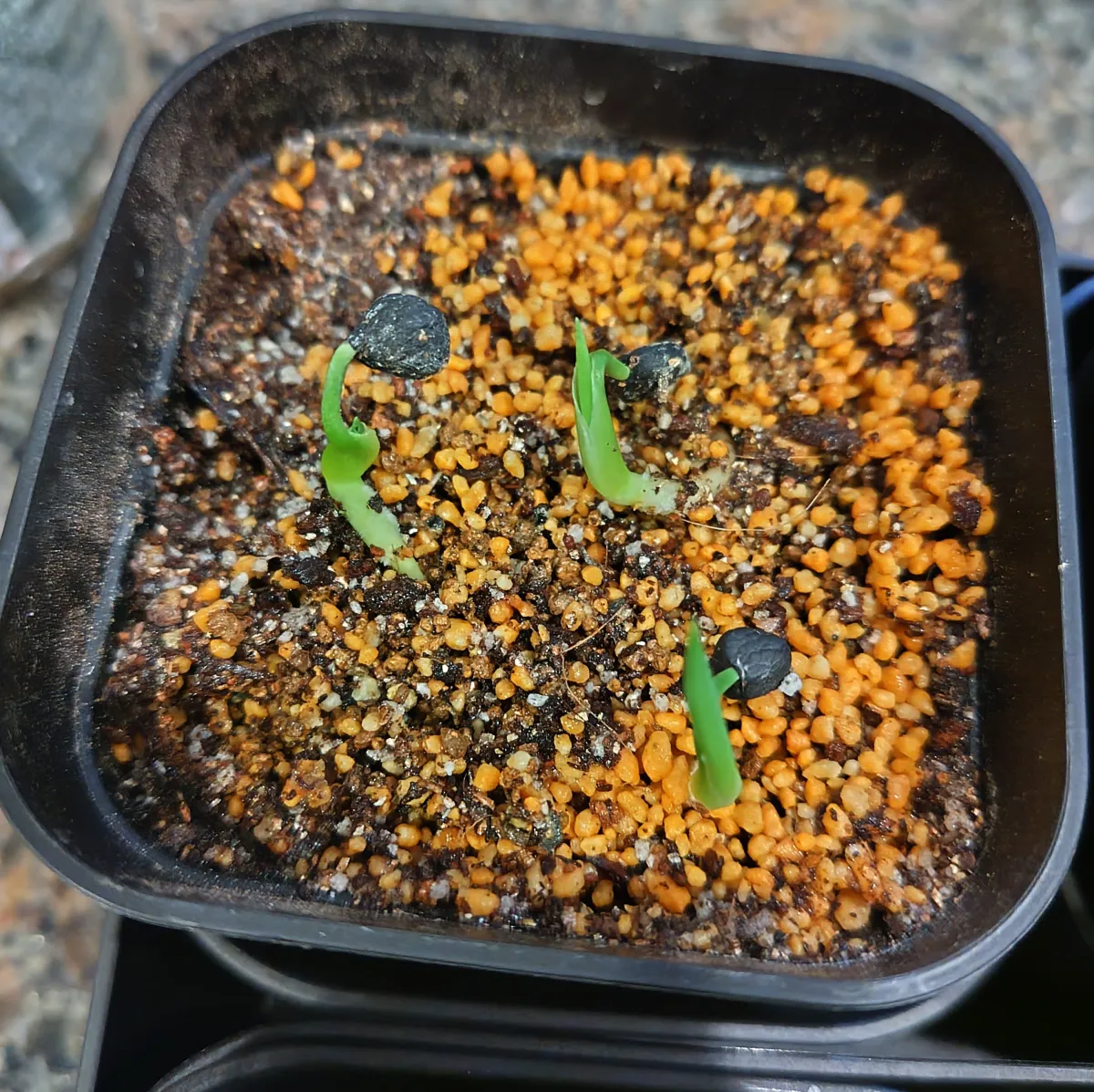 Yucca filifera (ユッカ フィリフェラ)